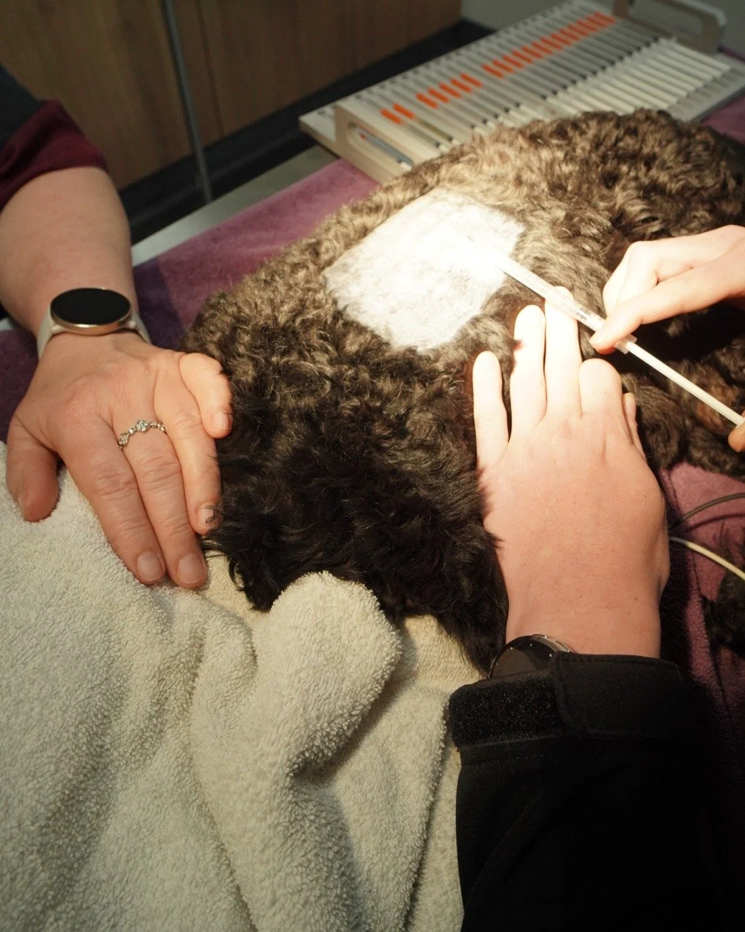 If your pet is constantly itchy or dealing with recurring ear or skin issues, intradermal allergy testing can help us uncover what&rsquo;s really going on.

This test allows us to see how your pet&rsquo;s immune system responds to common environmenta