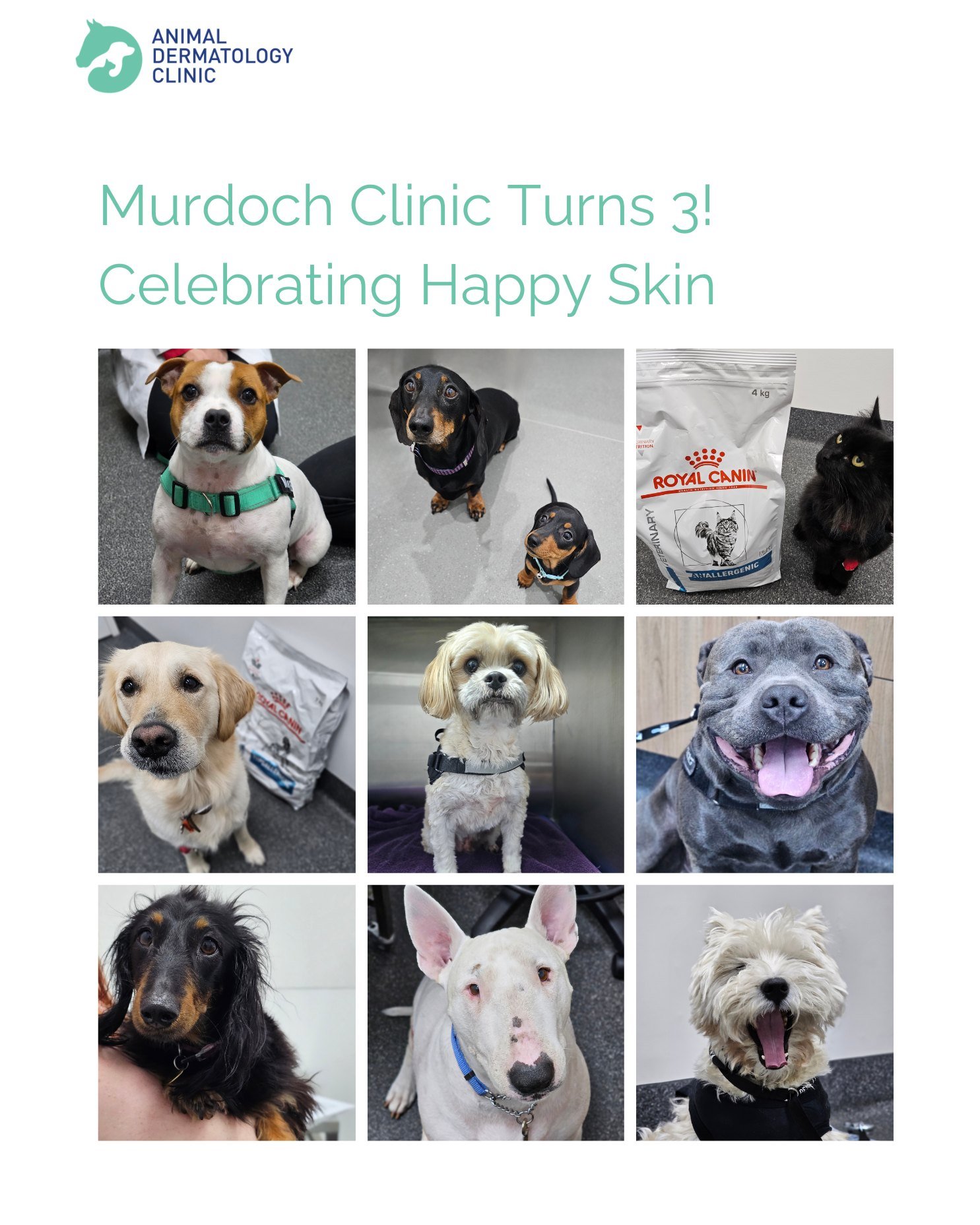 It&rsquo;s our Murdoch clinic's birthday🎉

This year, we&rsquo;re celebrating what matters most - pets who are finally comfortable in their own skin.💙

Has your pet had a dermatology journey with us?
Or do you have a favourite photo from your visit