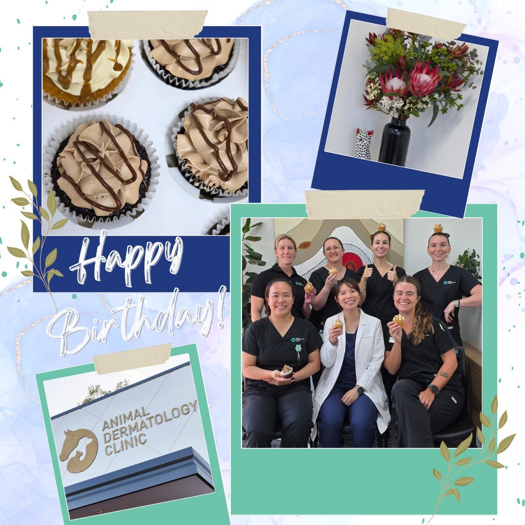 A little (very!) belated, but we couldn&rsquo;t let this milestone pass us by&hellip; 🎉🐾

Our Murdoch clinic has officially turned 3! 🥳

While February was a whirlwind of busy days caring for our amazing patients, we&rsquo;ve finally taken a momen