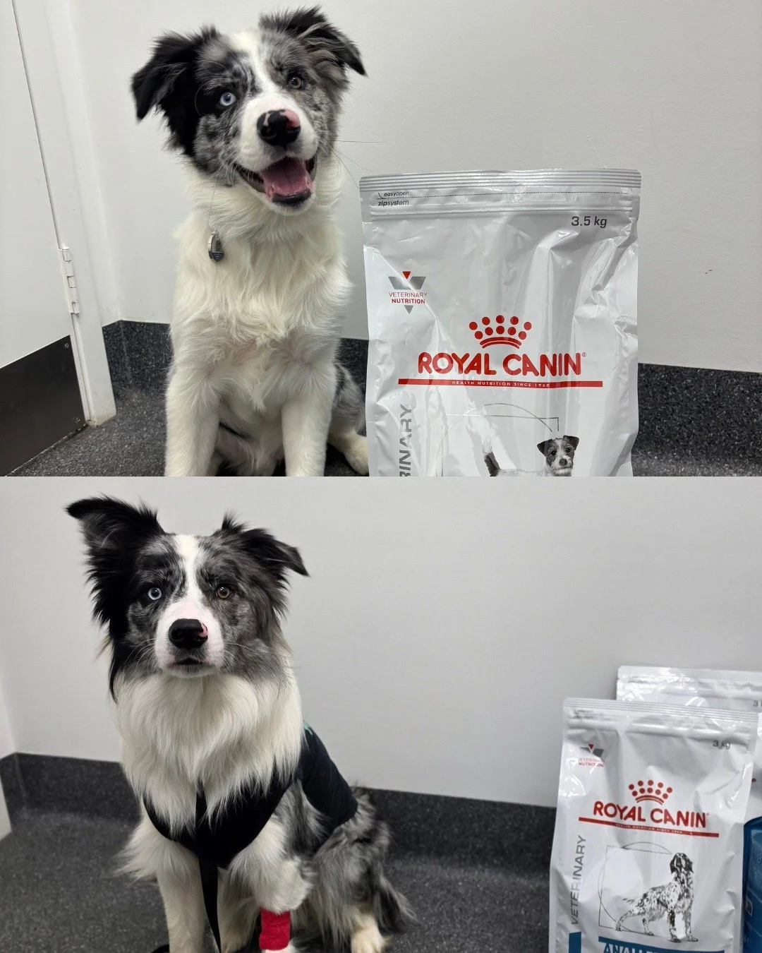 Do you remember this cute doggo from our July 2025 post? 🐶💙

Back then, he was just a little pup starting his elimination diet journey with @royalcaninanz Hypoallergenic. Fast forward to today&hellip; look how much he&rsquo;s grown! ✨

Thanks to a 