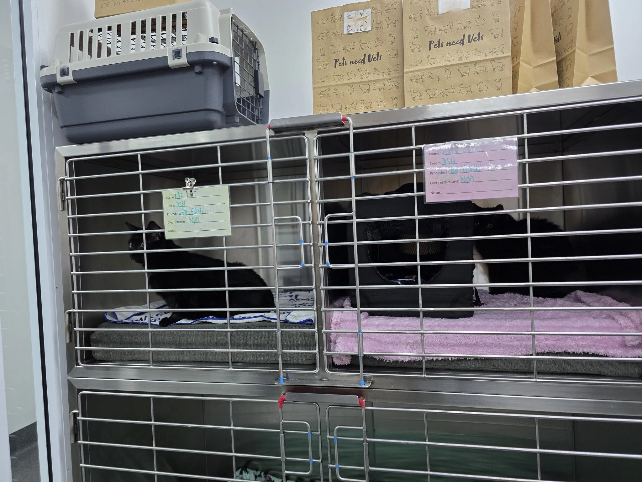 🐈&zwj;⬛🐈&zwj;⬛ What are the chances?!

We recently had two black cats in clinic at the exact same time for the exact same procedure - ear flushes! 👂✨

Ear flush procedures can play an important role in managing chronic ear disease by helping us th