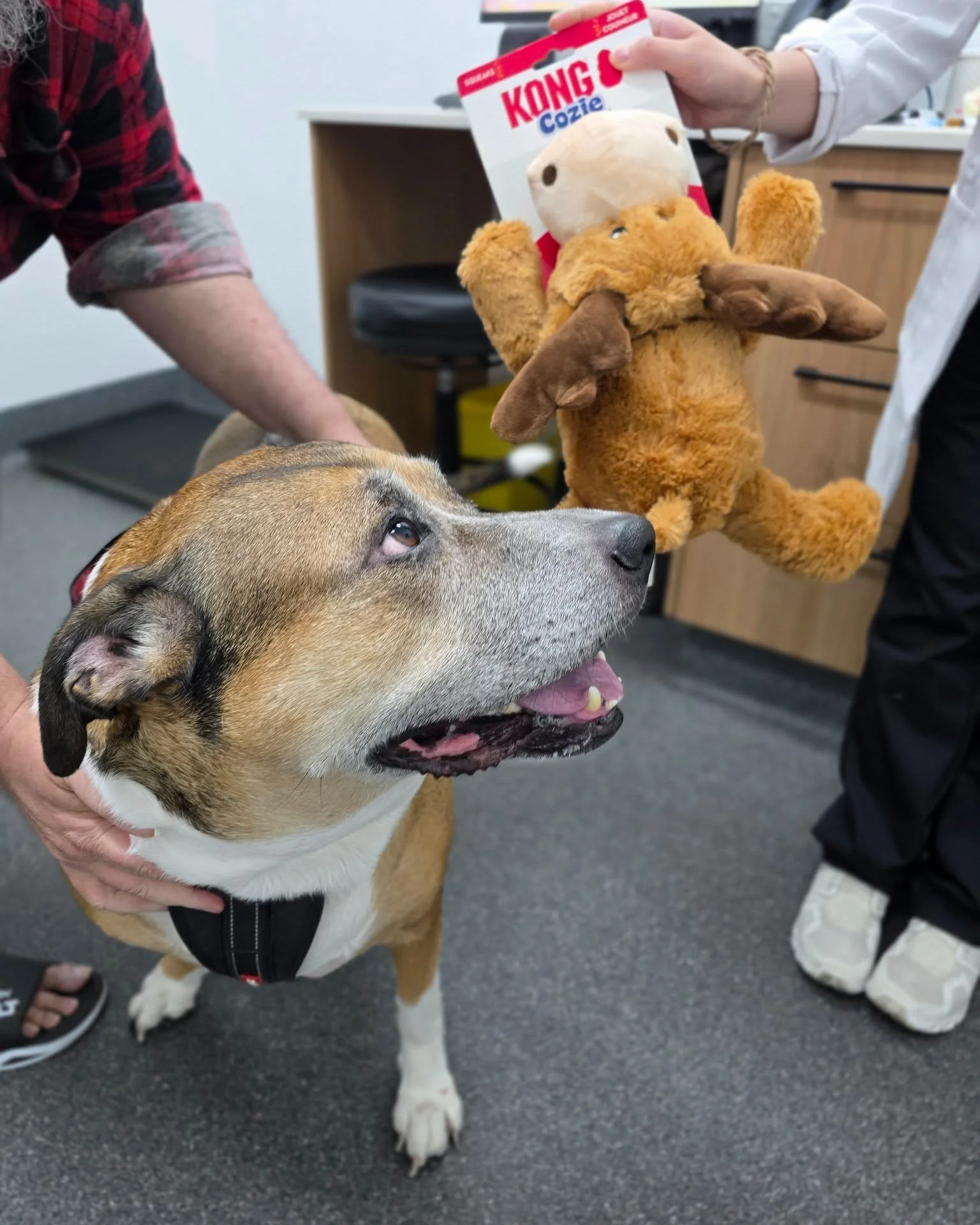 One of the three winners from our Murdoch Clinic Birthday Giveaway has officially received her goodie bag and we think the toy may have stolen the show 🥰🐶

Thank you to everyone who celebrated with us and shared part of your pet&rsquo;s journey 💙
