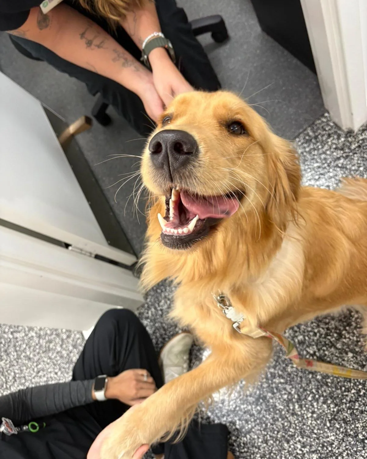 Starting the week with wagging tails, happy faces, and patients excited to see us is honestly the best kind of Monday motivation.

We know vet visits can sometimes feel stressful, which is why we always aim to make the clinic a calm, positive, and we