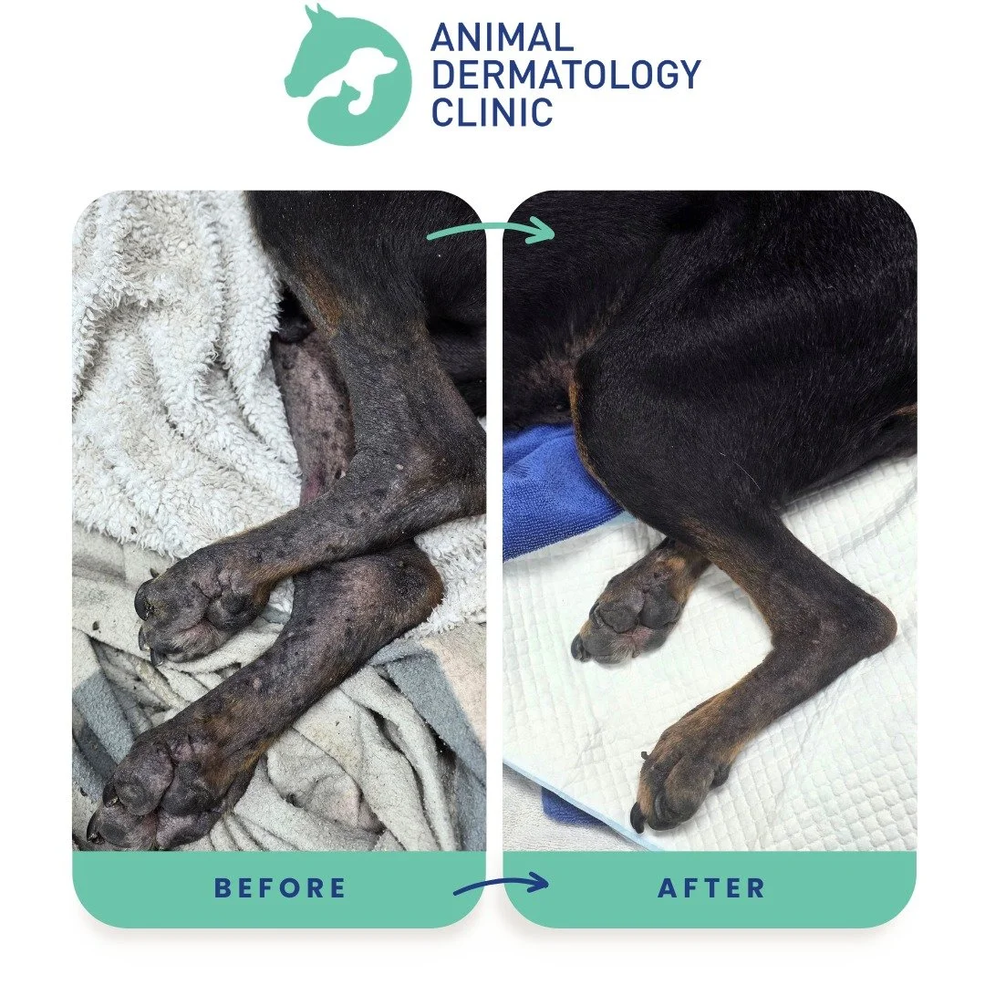 Before-and-after cases like this are why we love dermatology 🐾✨

When this patient first presented, they were struggling with severe skin disease:
&bull; Marked thickening of the skin affecting multiple body regions
&bull; Significant hair loss and 