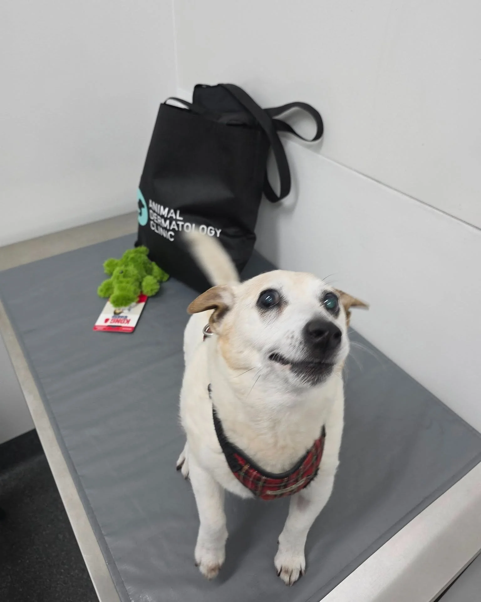 And that's a wrap on our Murdoch Clinic Birthday Giveaway! 🎉🐾

Our third and final winner has received their prize pack, and we think this smile says it all 😁💙

Seeing our winners enjoy their goodies has been the perfect way to celebrate another 
