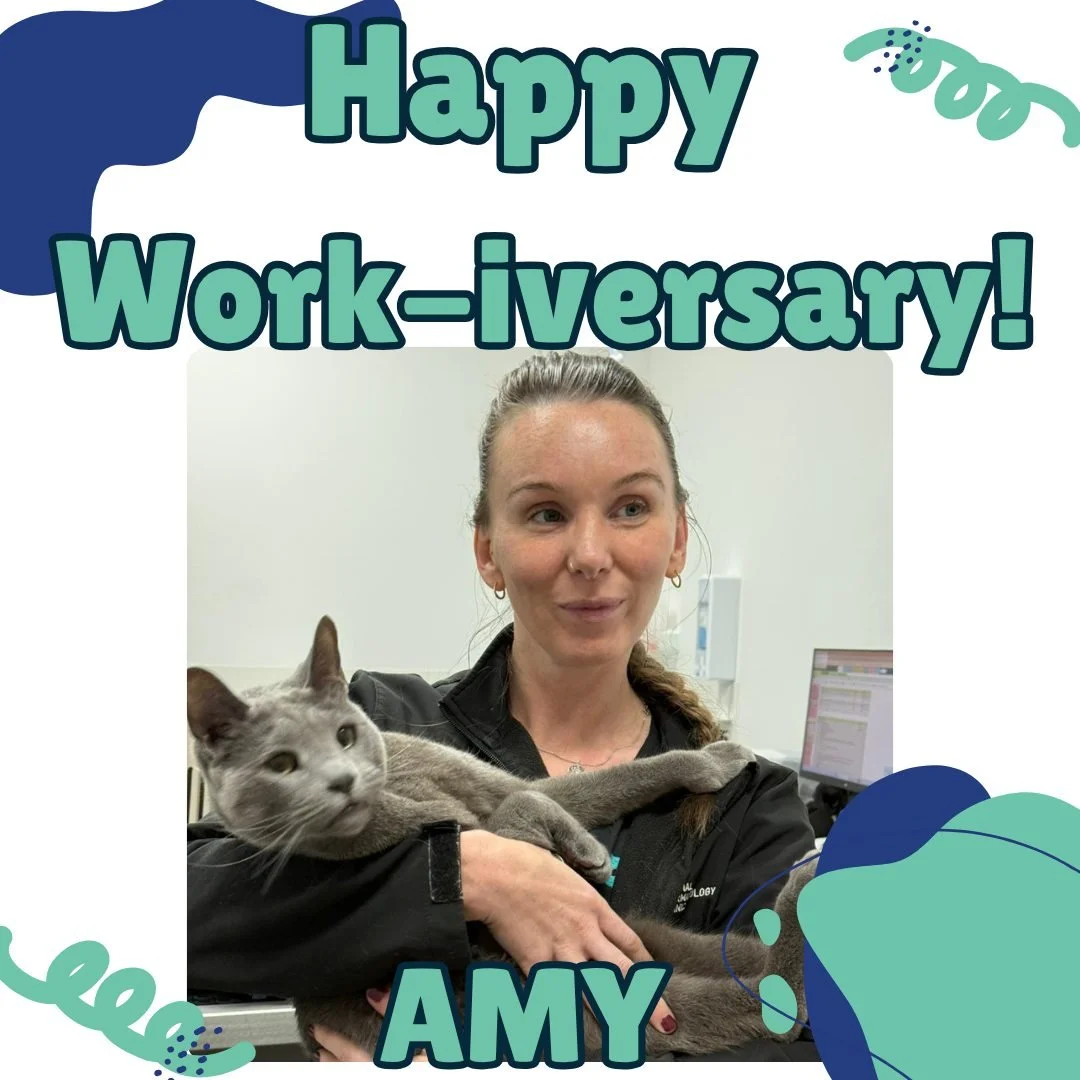 Join us in celebrating Amy on her 1st Work Anniversary with Animal Dermatology Clinic! 🩵

Over the past year, Amy has become a valued part of our team, bringing her extensive nursing experience, positive energy, and compassionate care to every patie