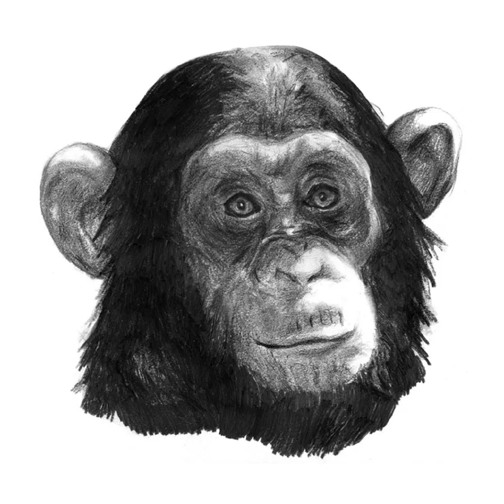 monkey.jpg