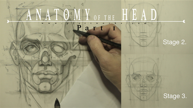 Anatomy of the Head pt1. 1hr 