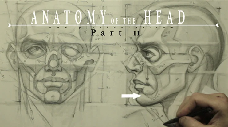 Anatomy of the Head pt2. 1hr