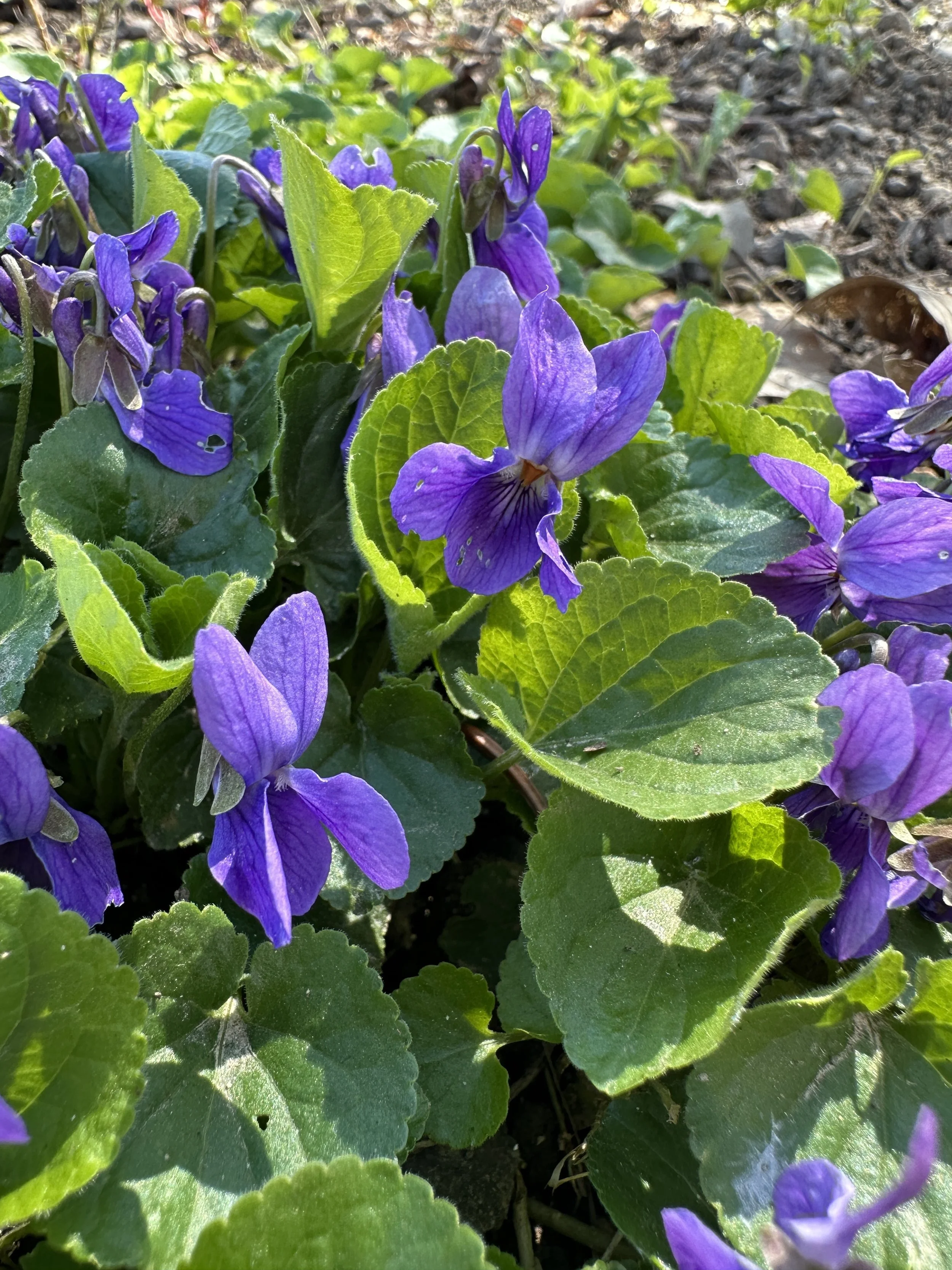 Heilpflanzenführung März 2026 - Frühlingserwachen im Heilpflanzengarten mit Beate Eckerlin  