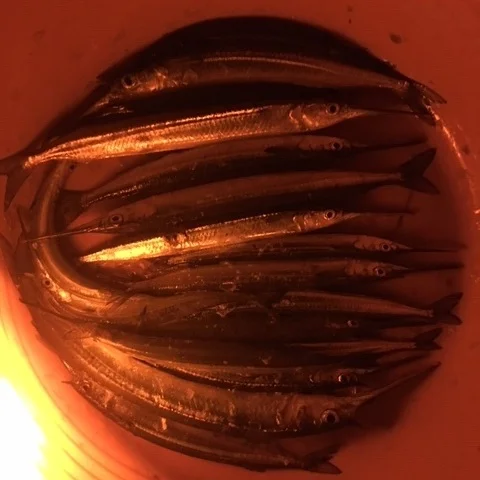 Russel caught a great bag of Gars last week ……