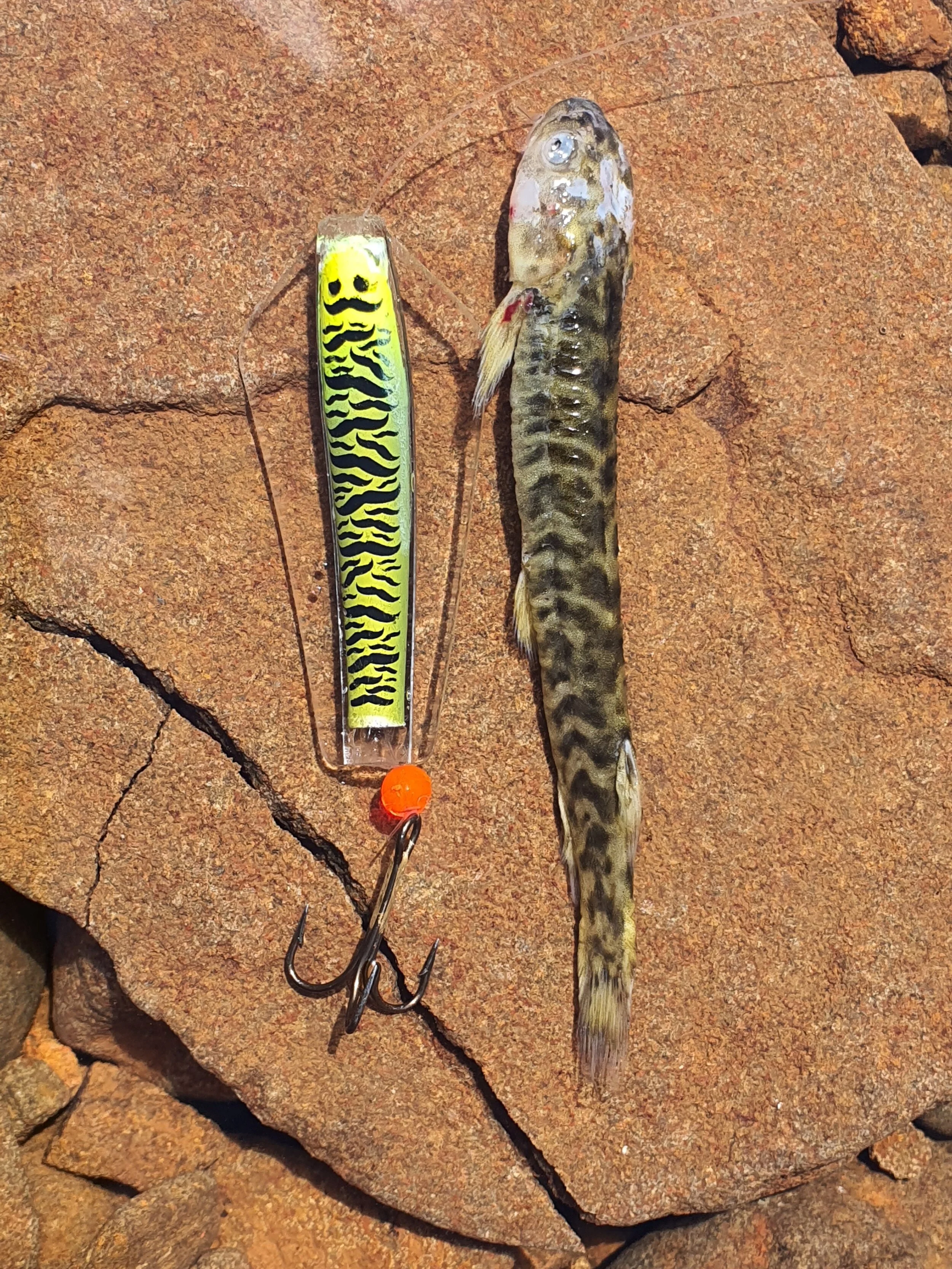 Tasmanian Fishing Report 7th November 2020