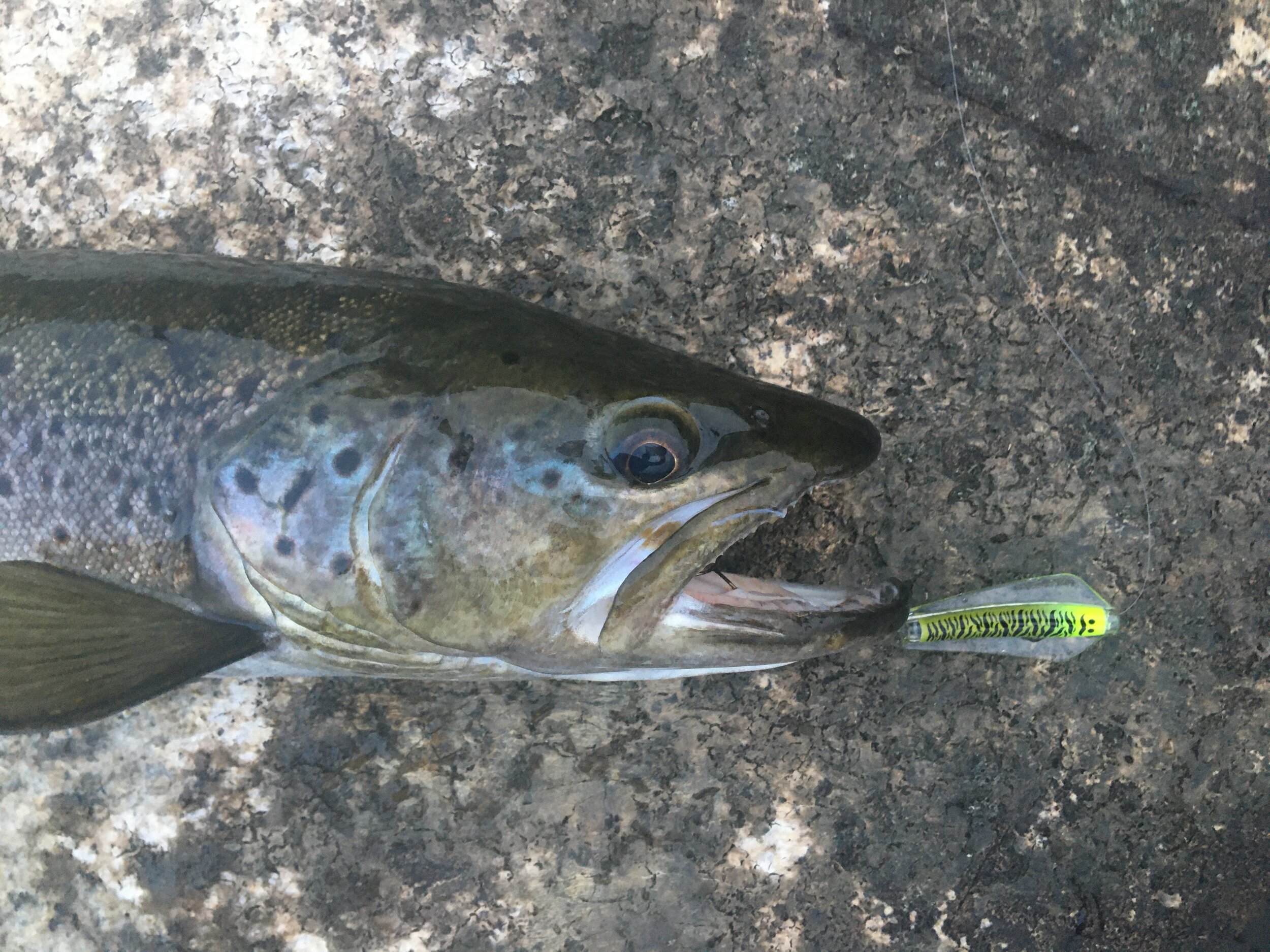 Tasmanian Fishing Report – 14/11/2020