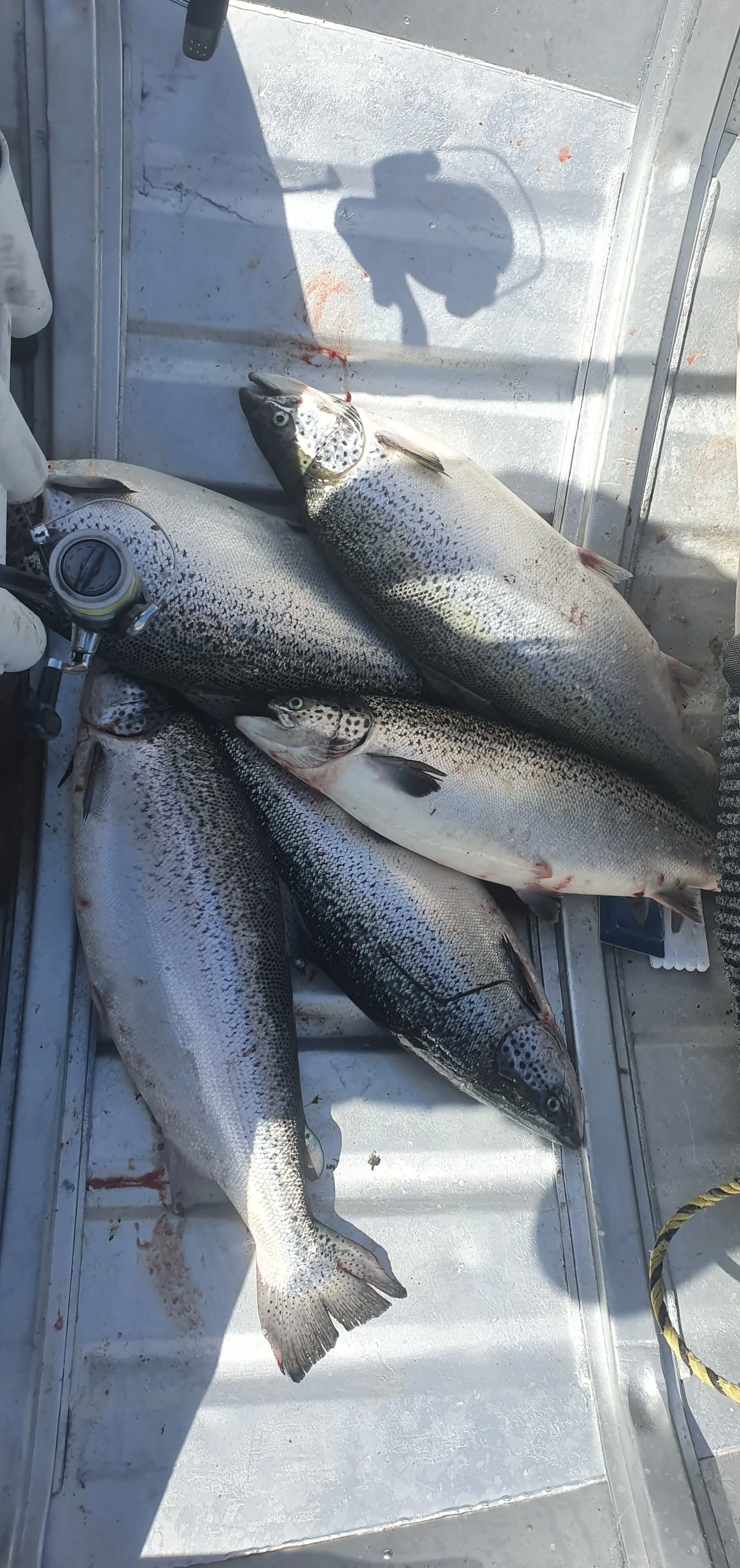 Salmon Special - Tasmanian Fishing Report 27/11/20