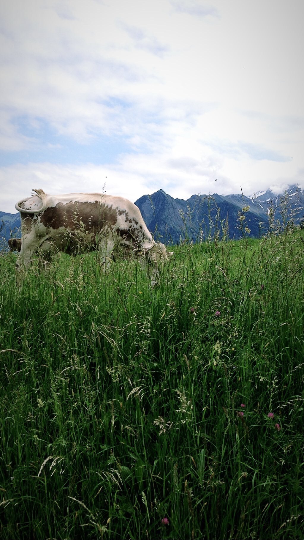 Eins und Viele gits jetzd au in dr Schwyyz.