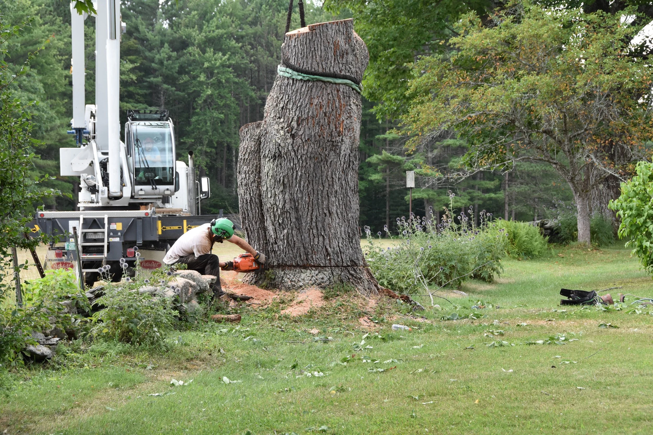 REnaud climbing pics tree (1).JPG