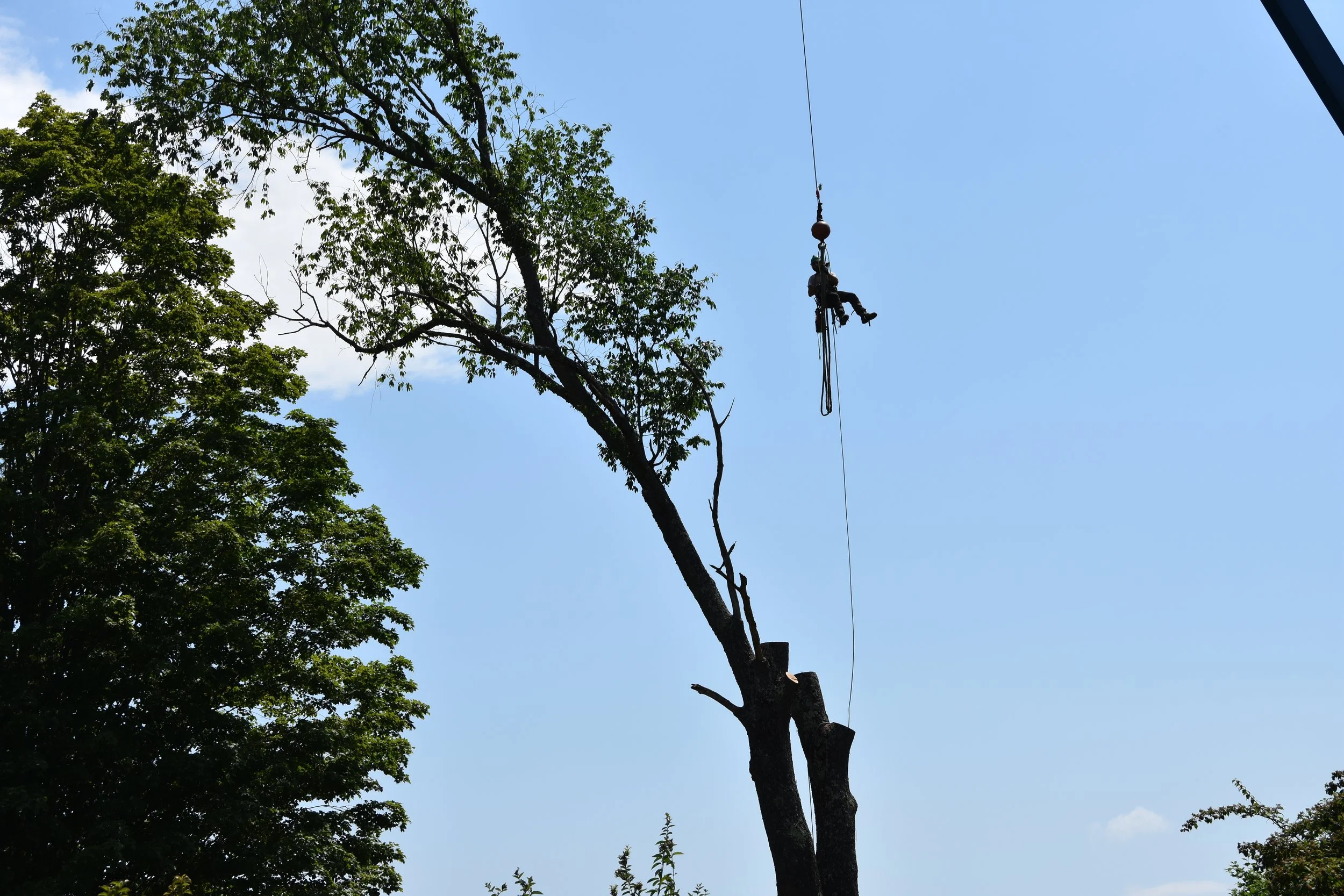 REnaud climbing pics tree (4).JPG