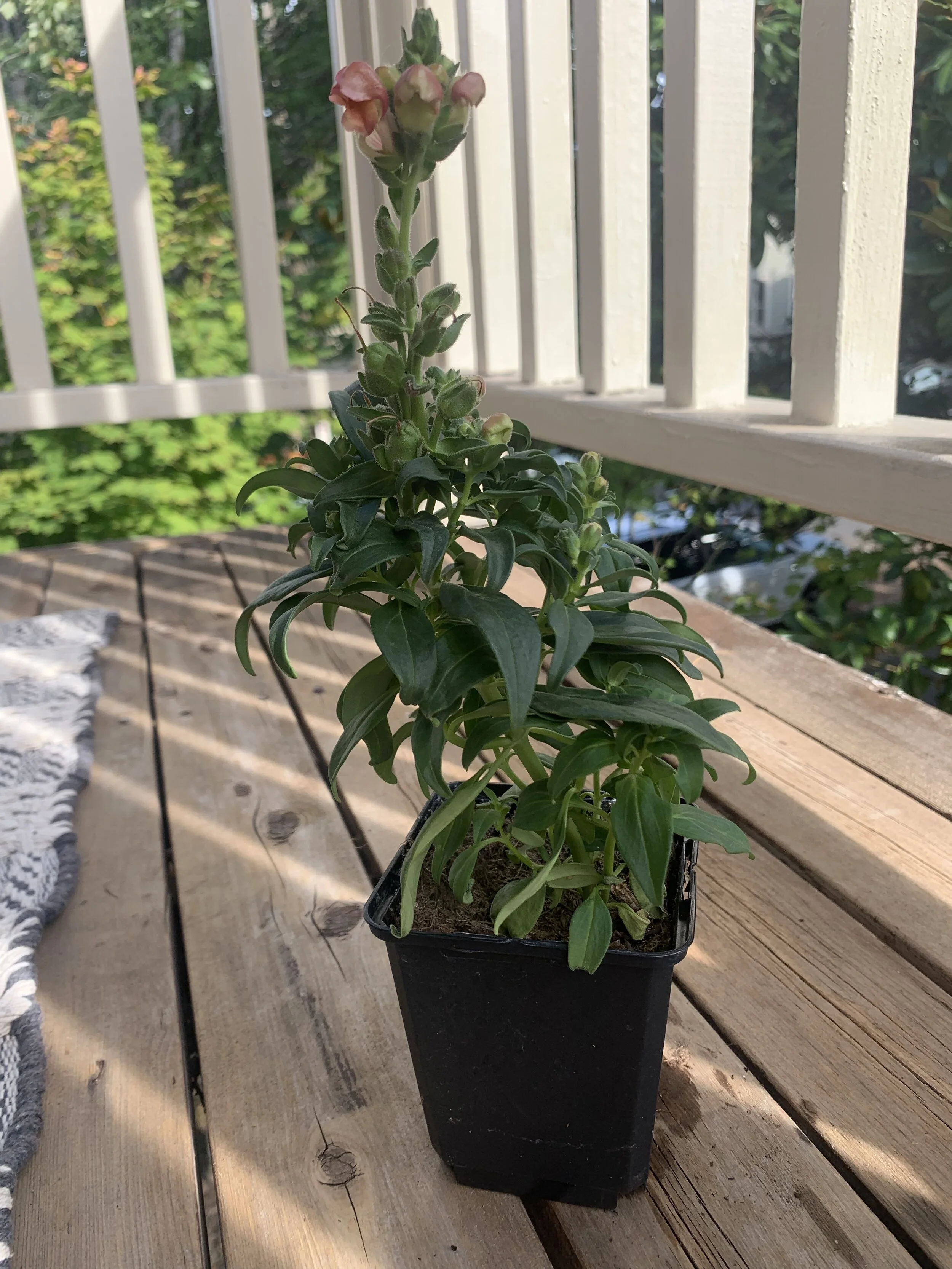 snapdragon.jpg