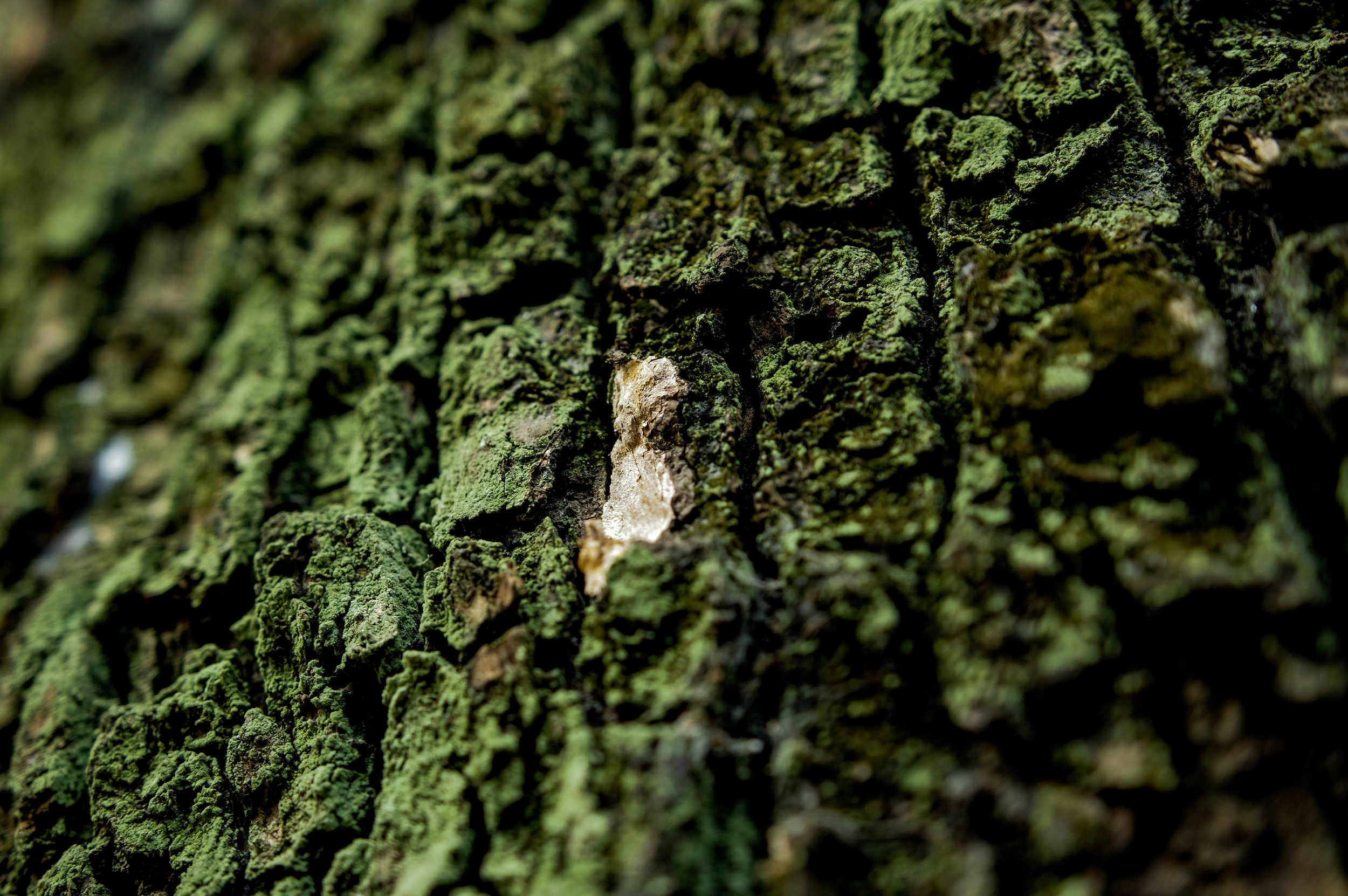 yang-shuo-5W79YX6huiI-unsplash.jpeg