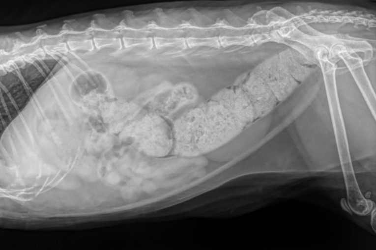 We Are All Mike D's Cat (CIB #267)