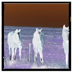 medium-format-negative.jpg
