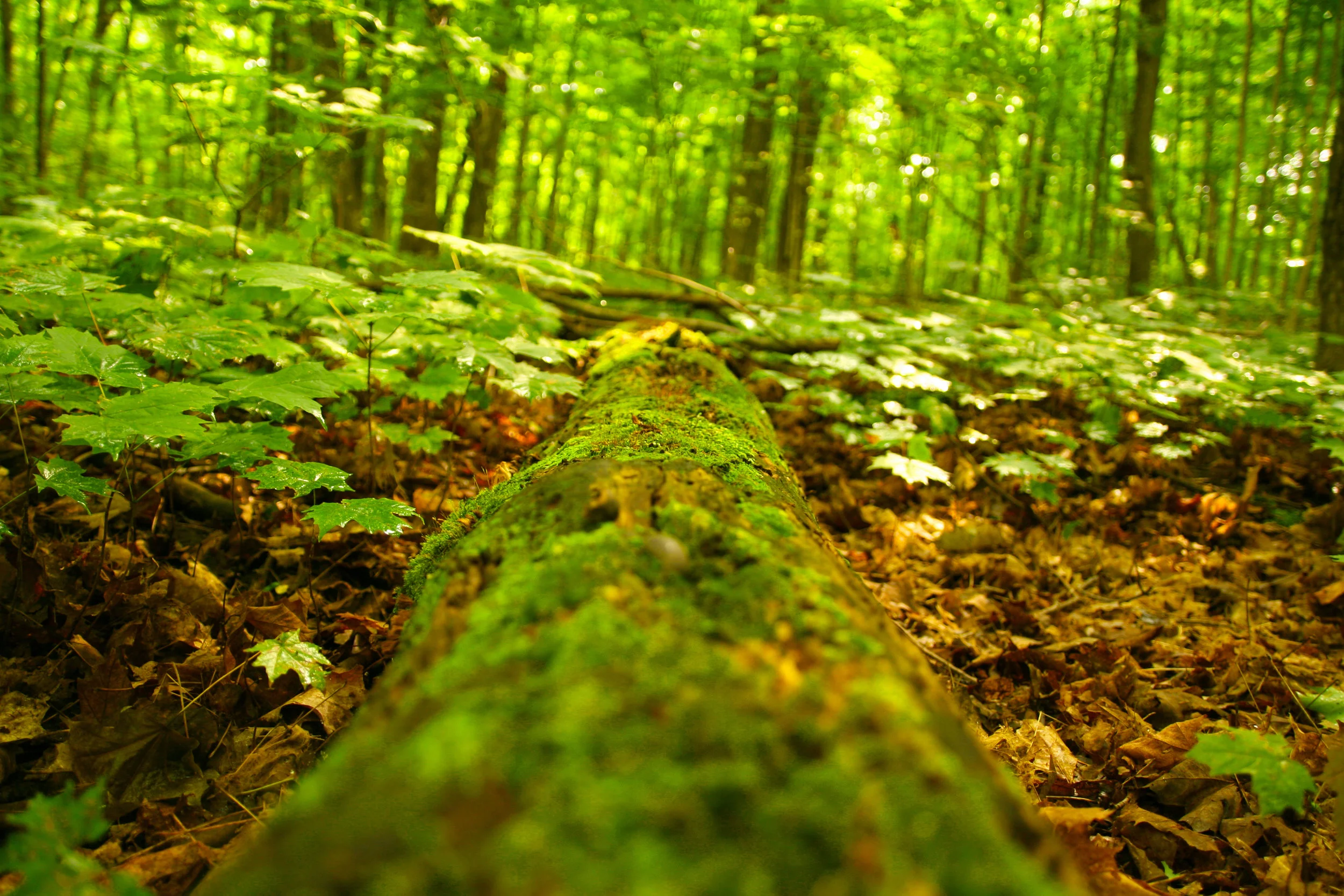 GREENFallenTree.jpg