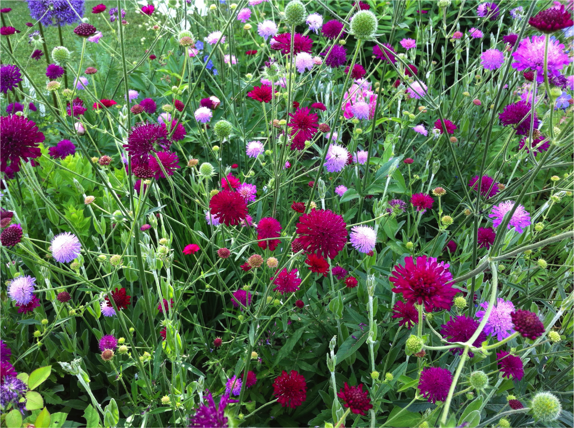 FLOWERS.png