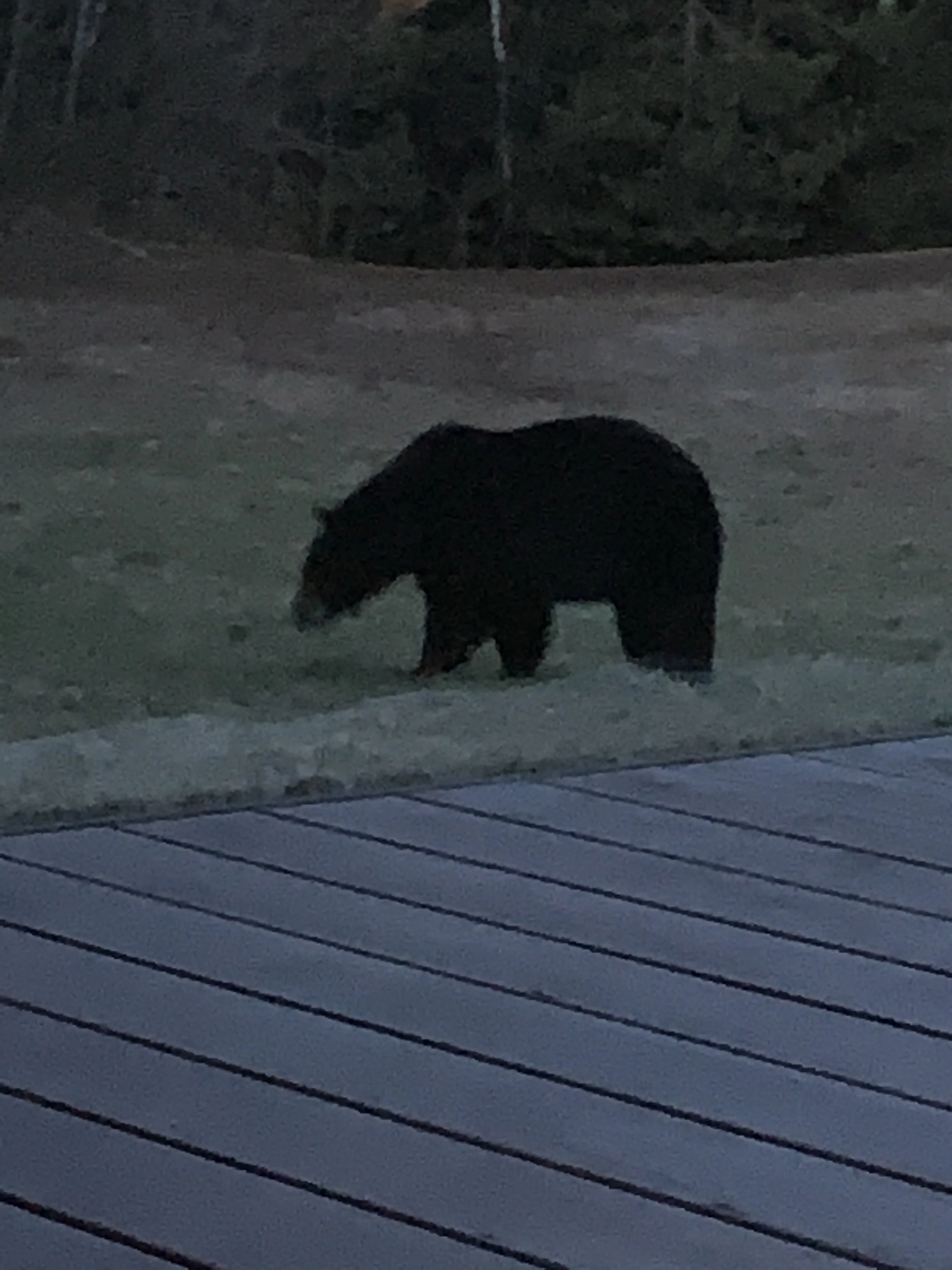 MUSING #33 - Leadership Bear