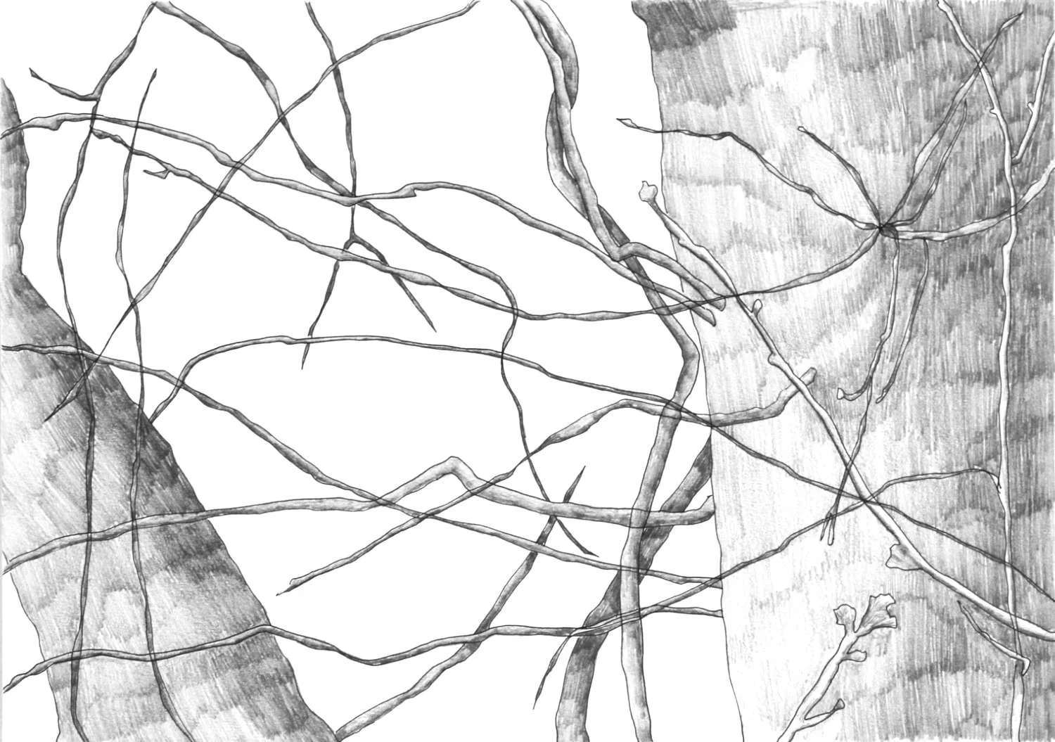 tree negative spaces julia hyde 90