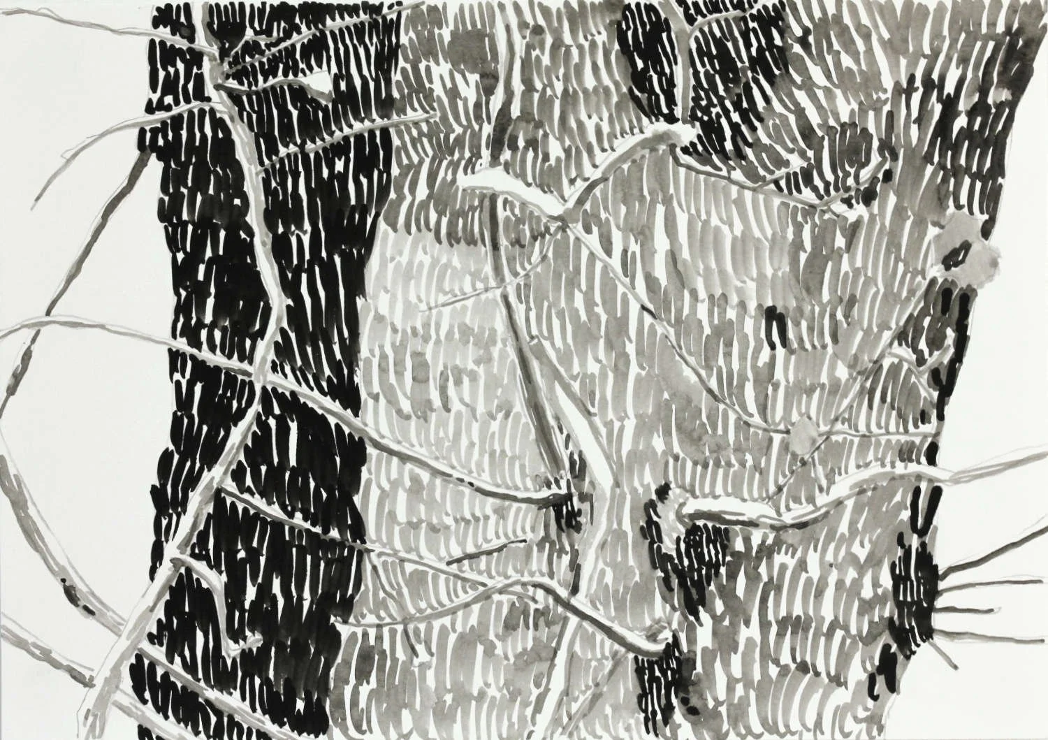 tree negative spaces julia hyde 103