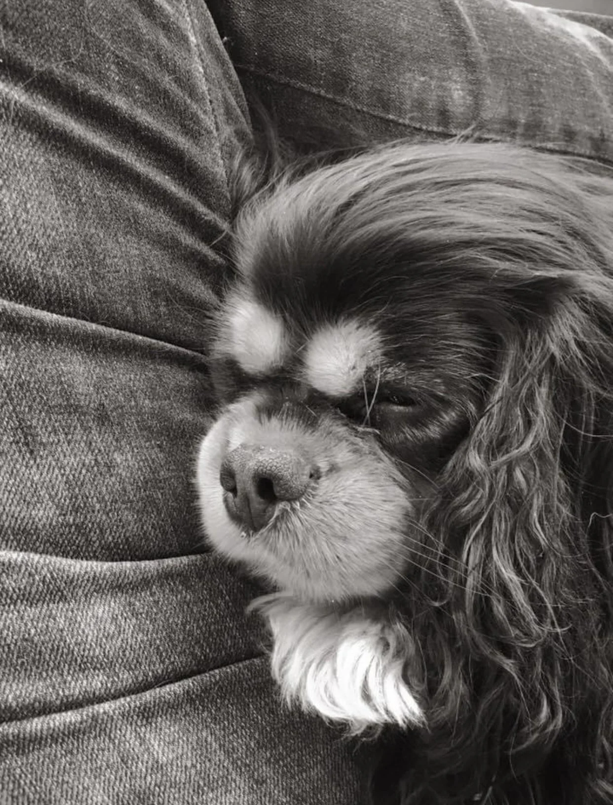 When You Lose Man's Best Friend