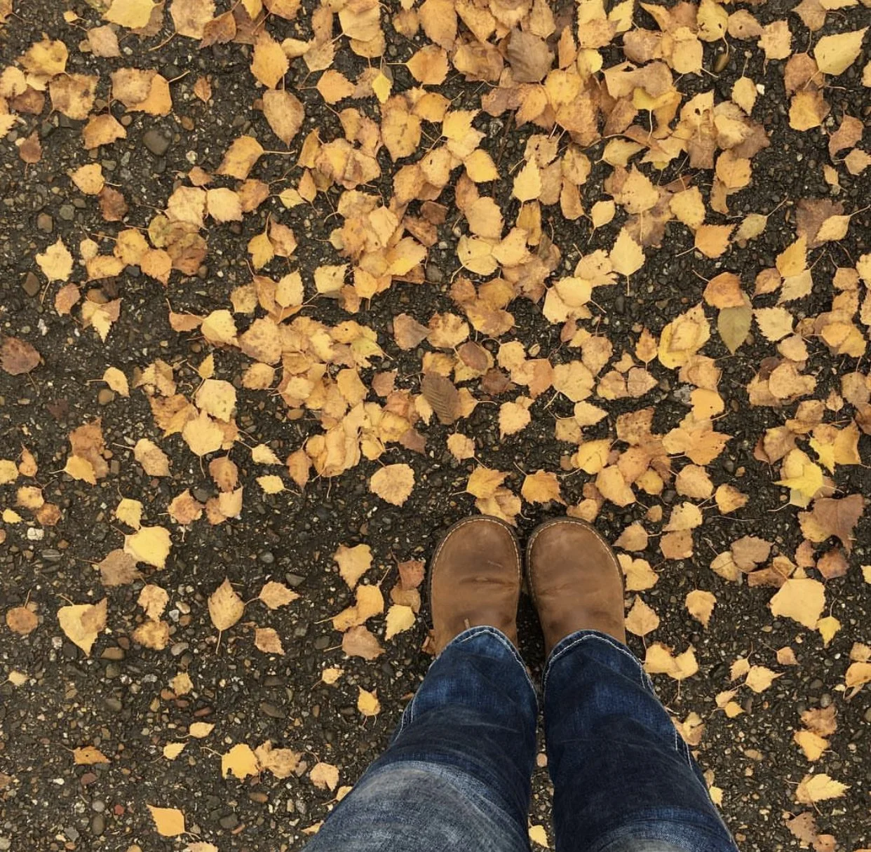 Where Did Fall Go?