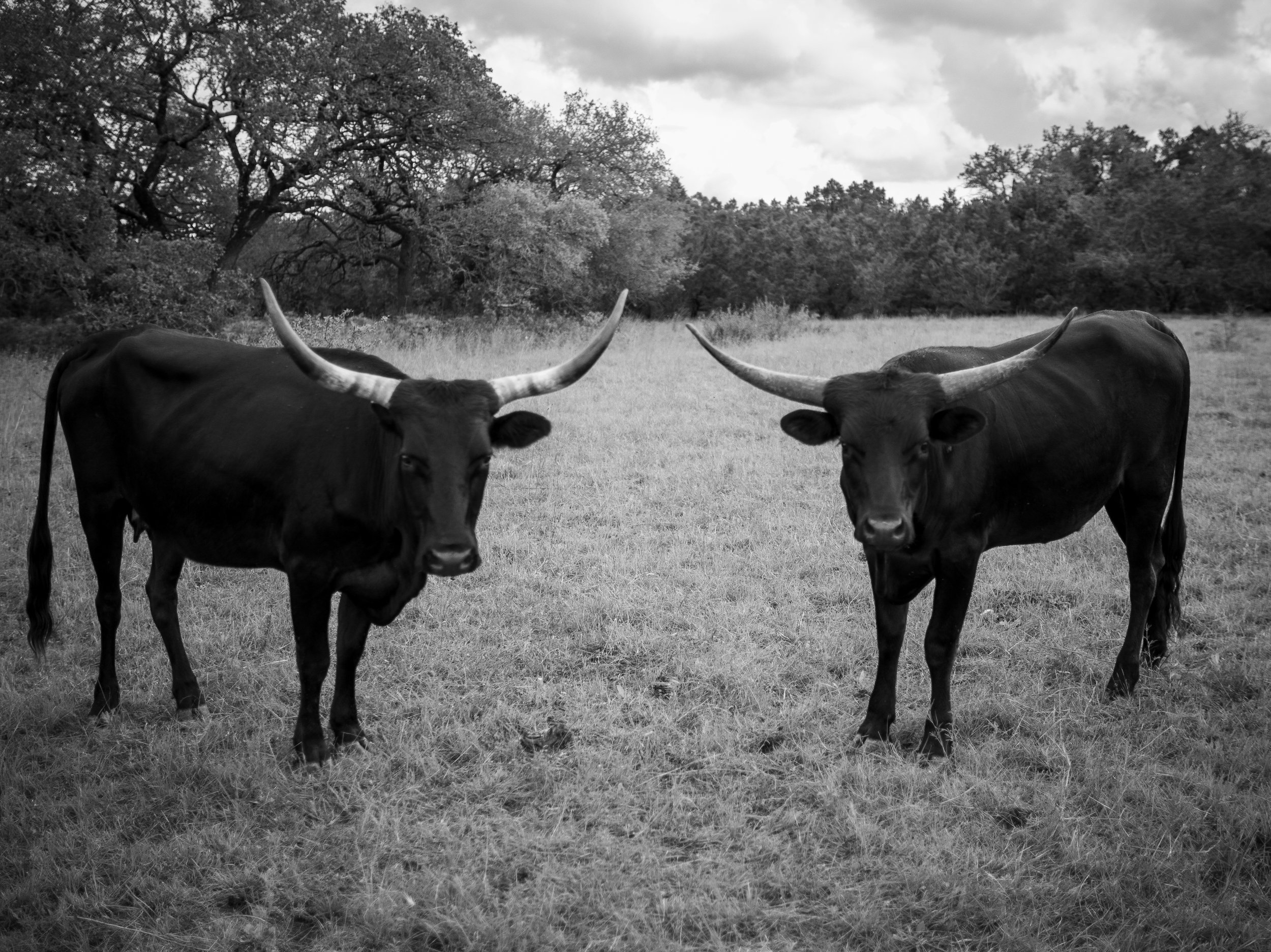 Twin Steers - SOLD