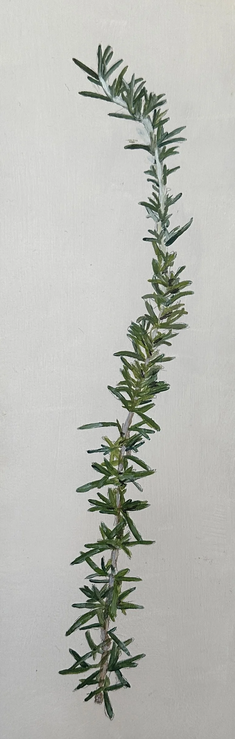 Rosemary - $1,100