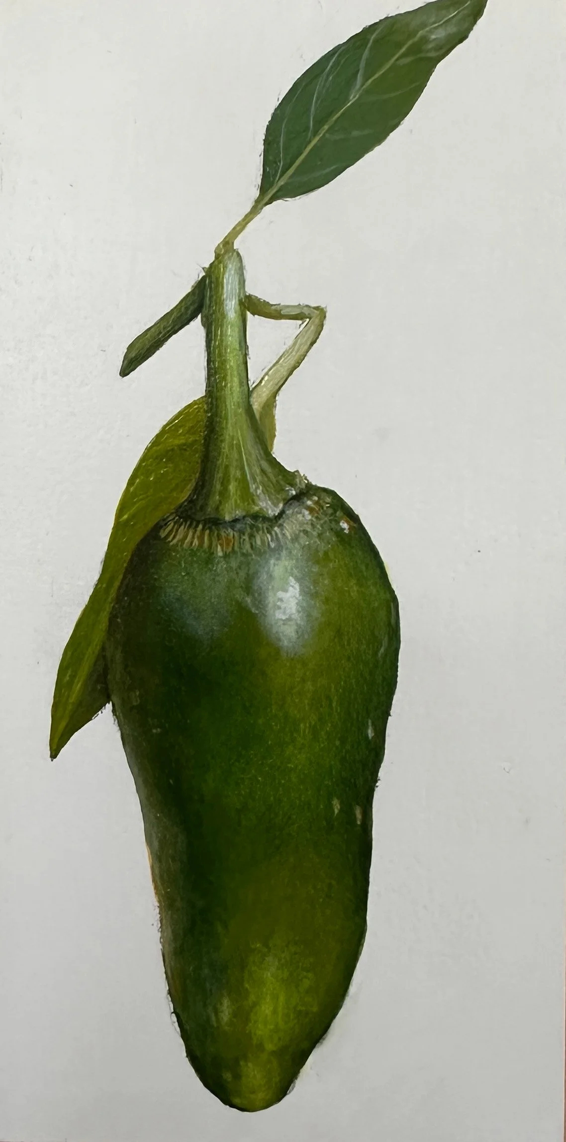Jalapeño - SOLD