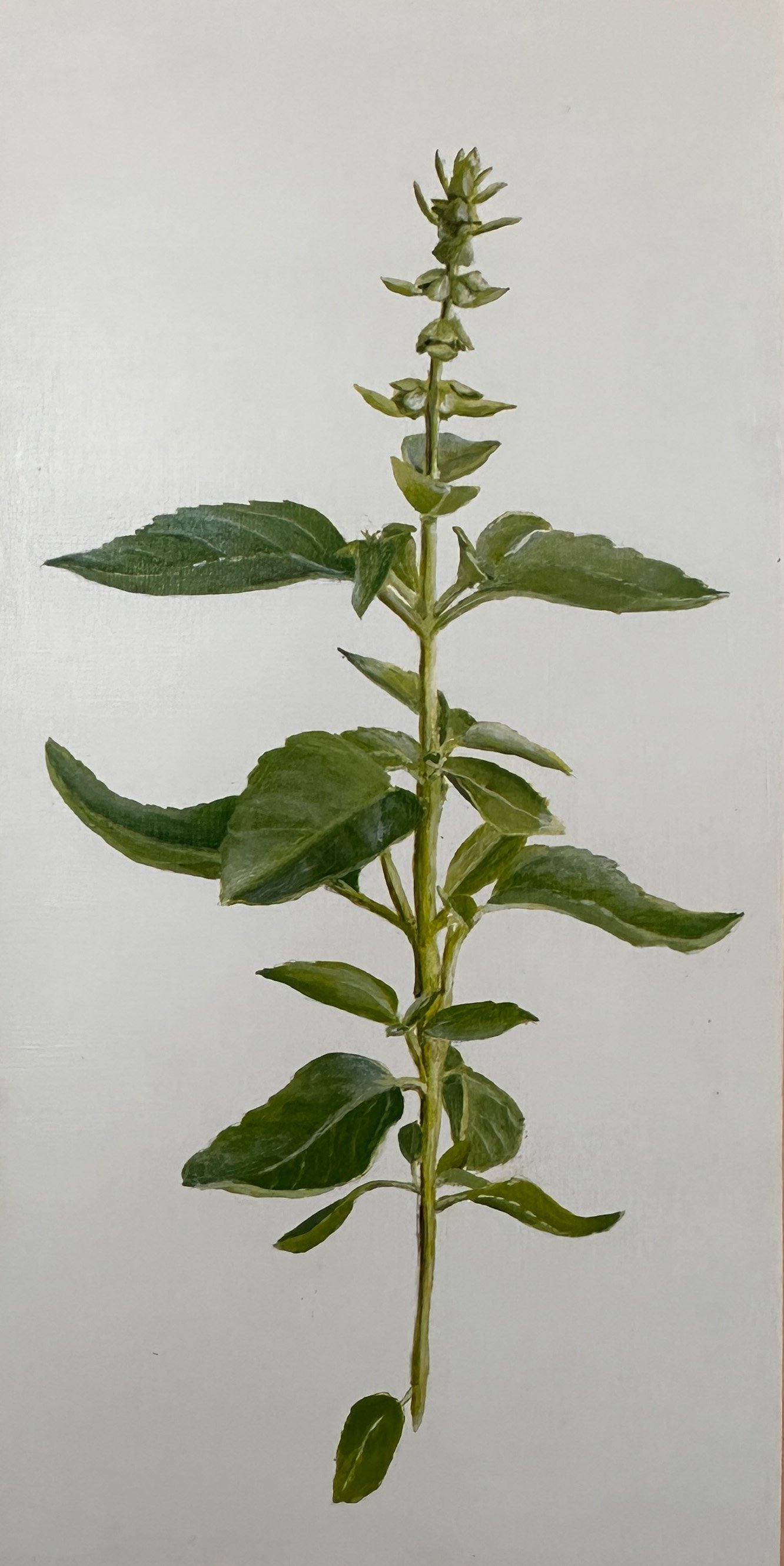 Basil - $1,000