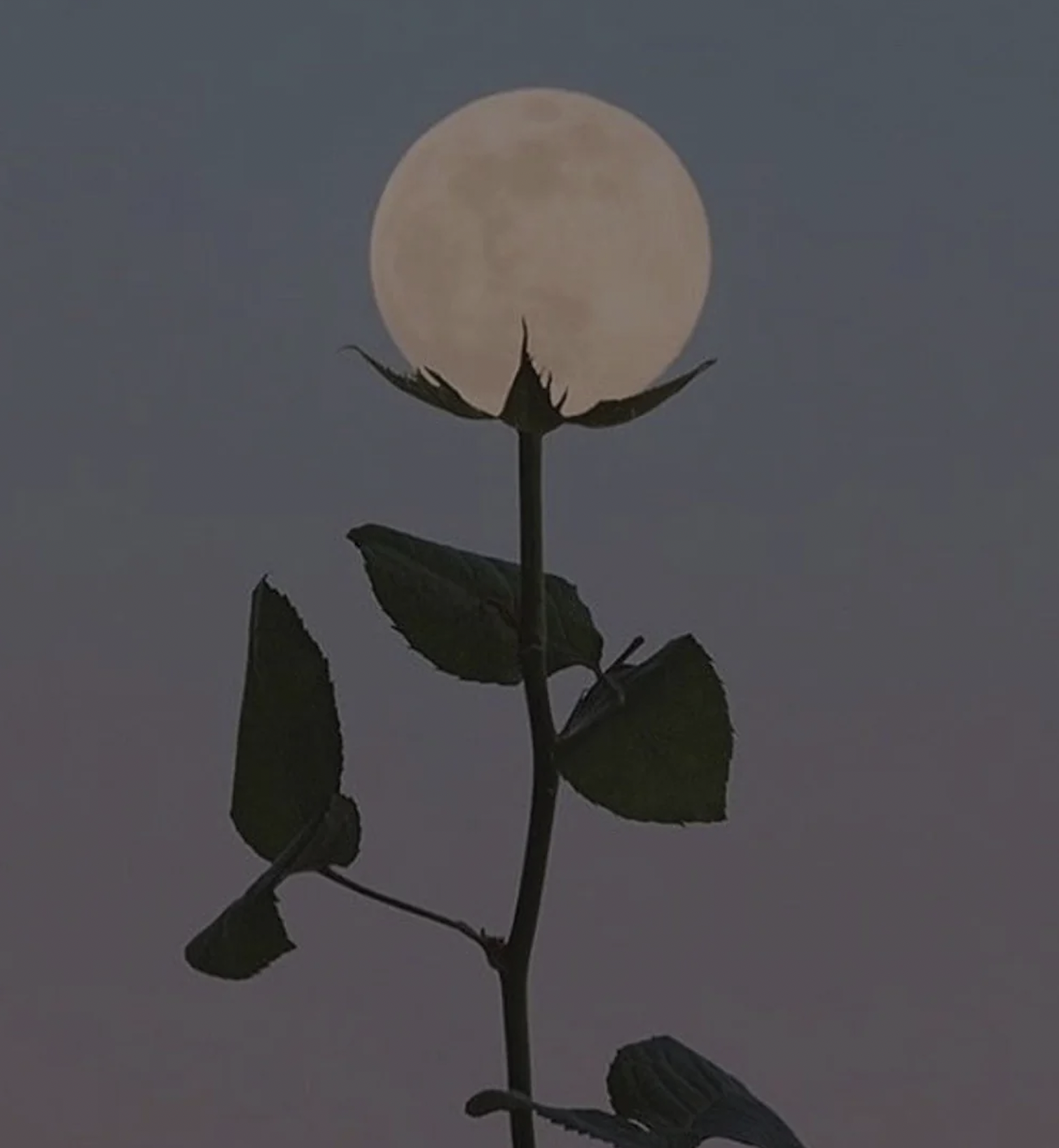 Lunar New Year Sound Ritual at Sage+Sound