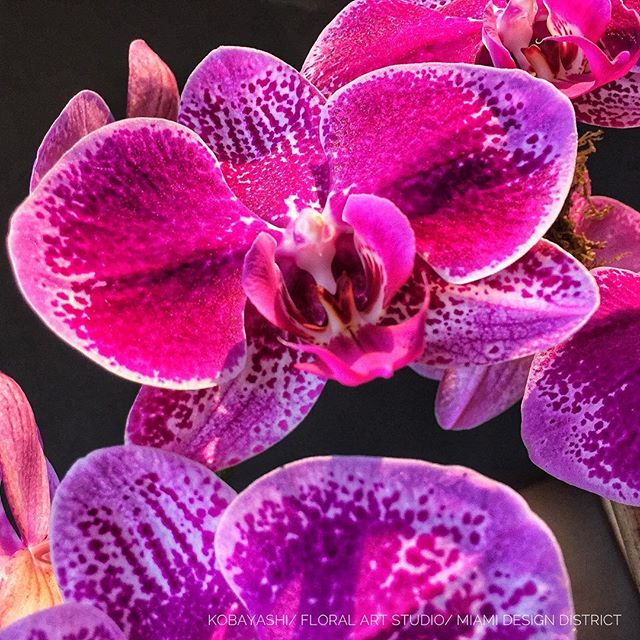 #flowers