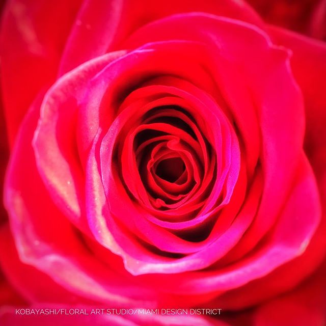 #flowers