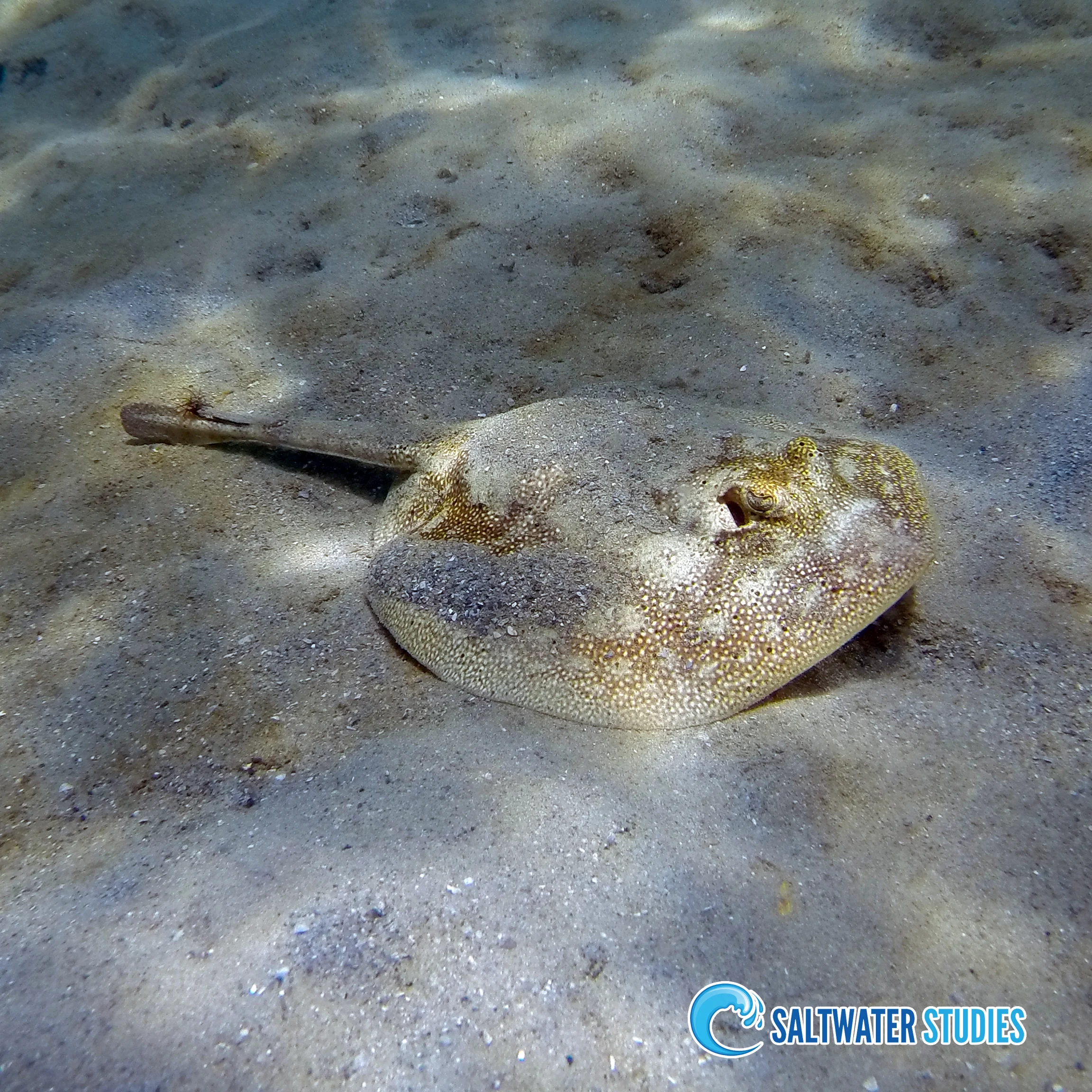 Instagram Pics - Yellow Stingray.jpg
