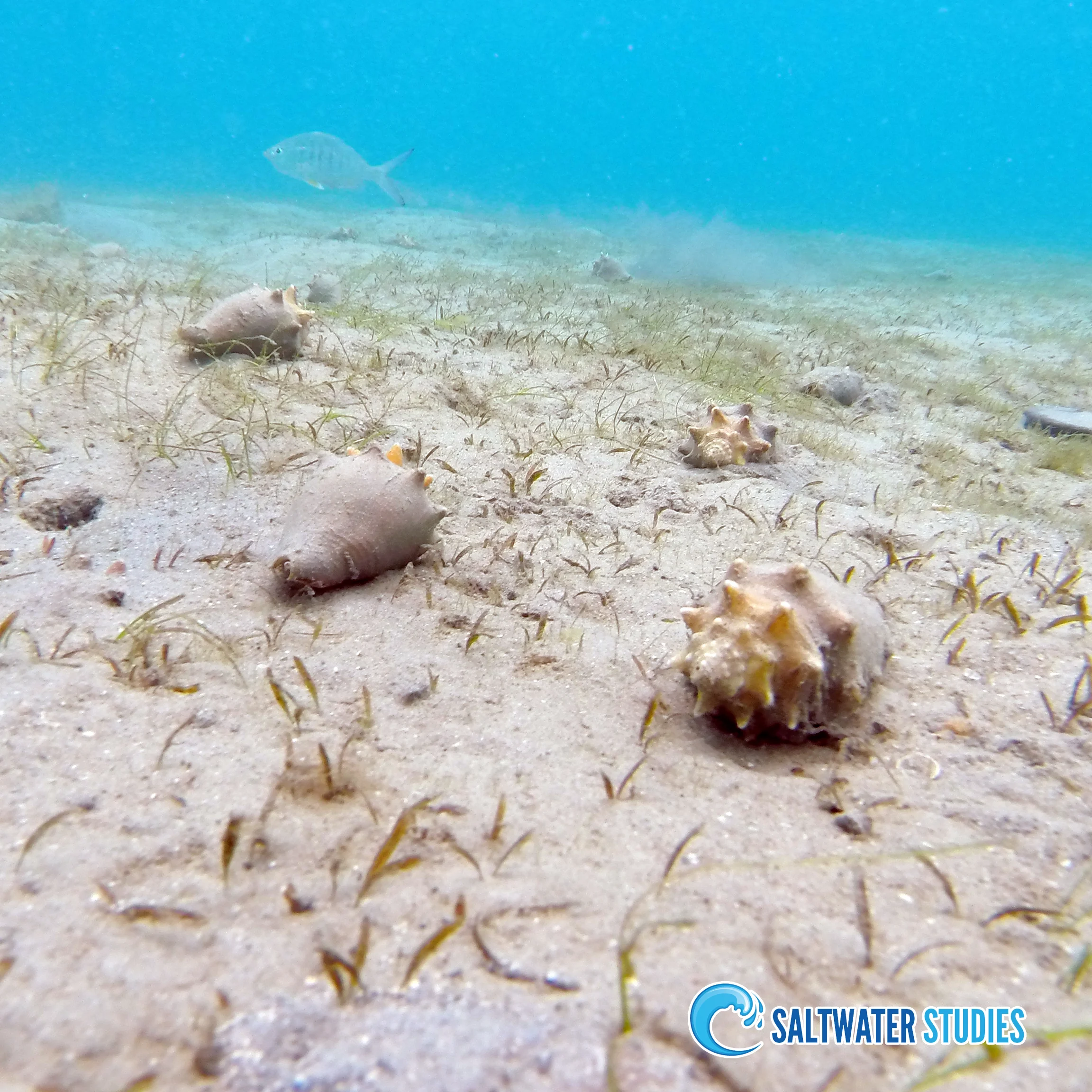 Instagram Pics - Florida Fighting Conch.jpg