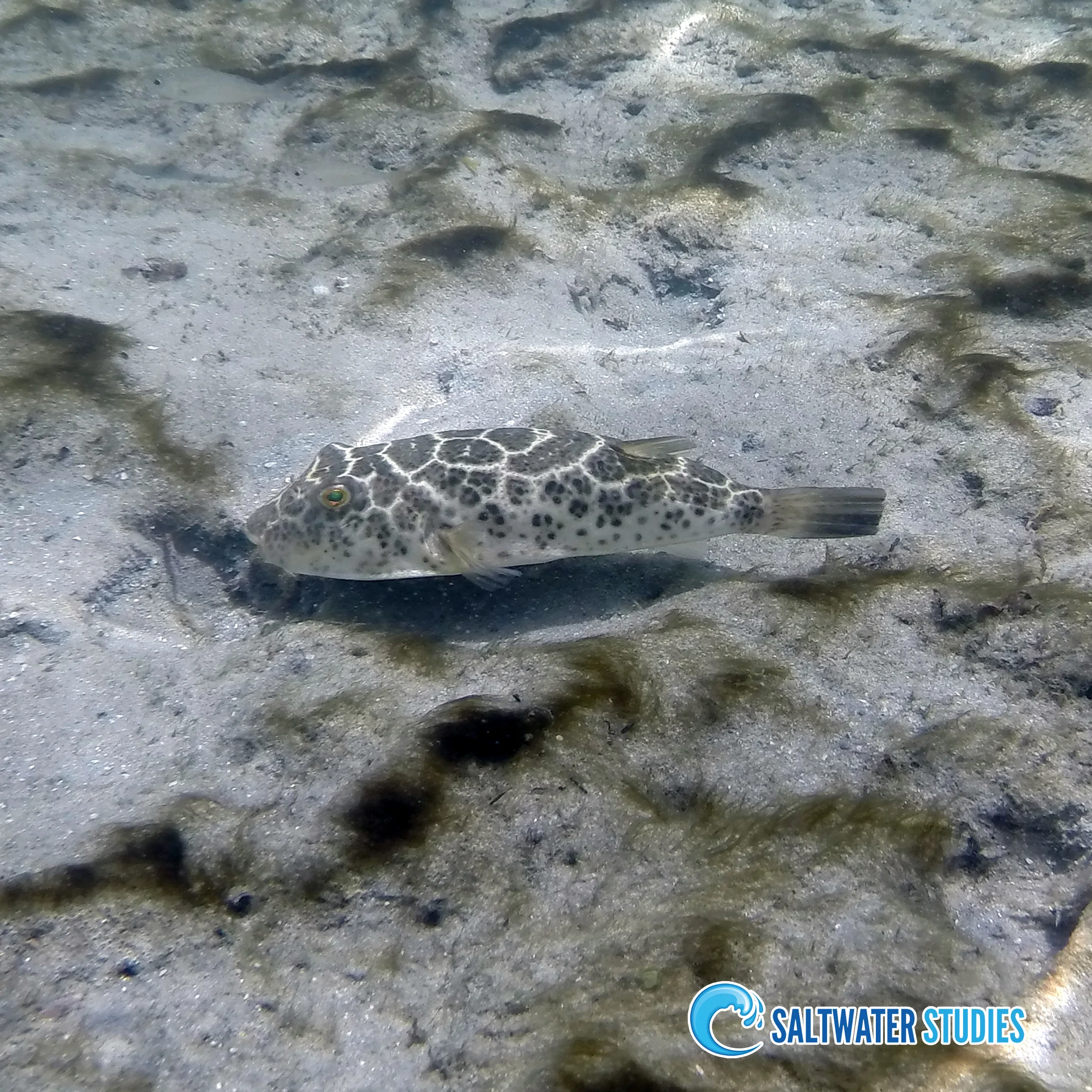 Instagram Pics - Checkered Pufferfish.jpg