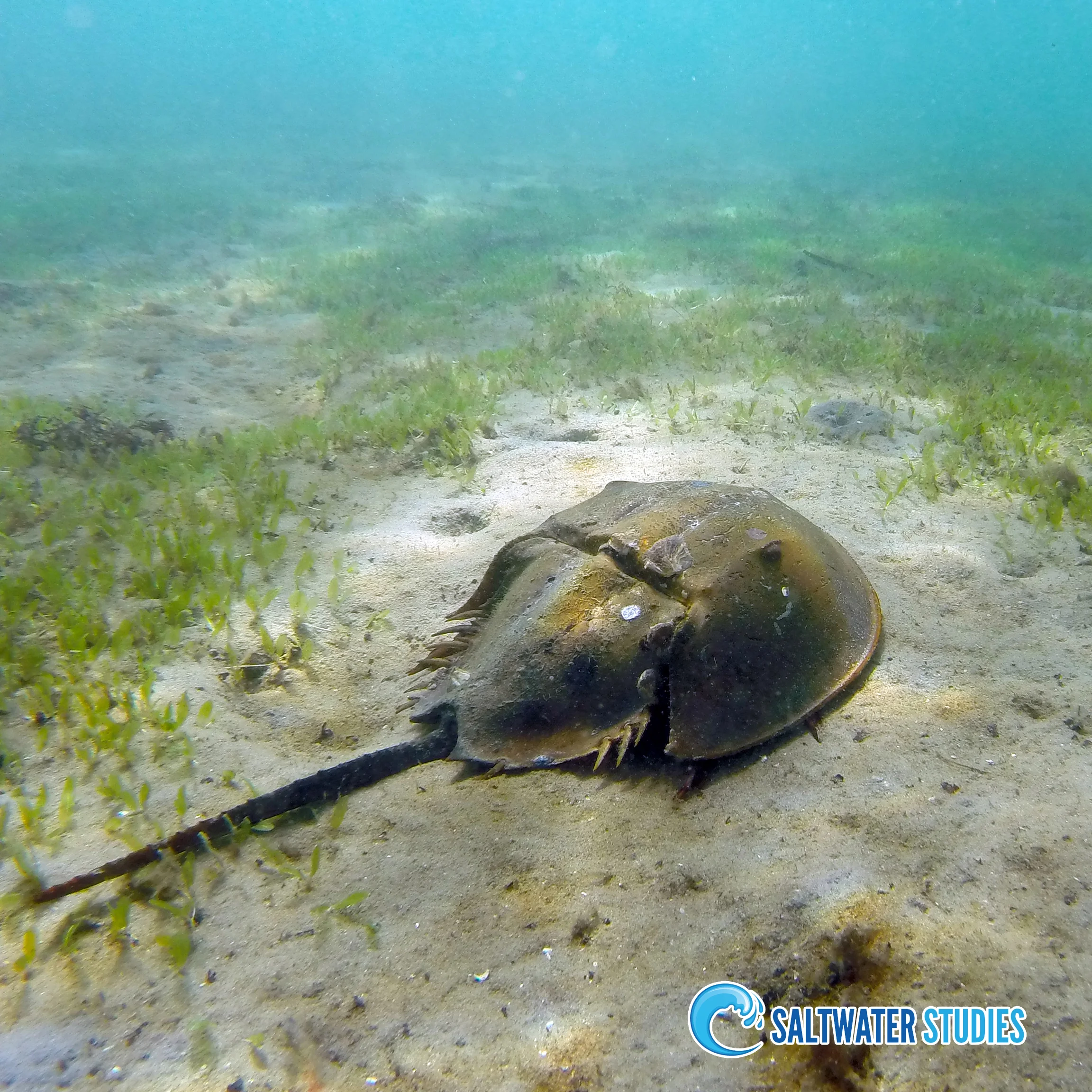 Instagram Pics - Horseshoe Crab.jpg