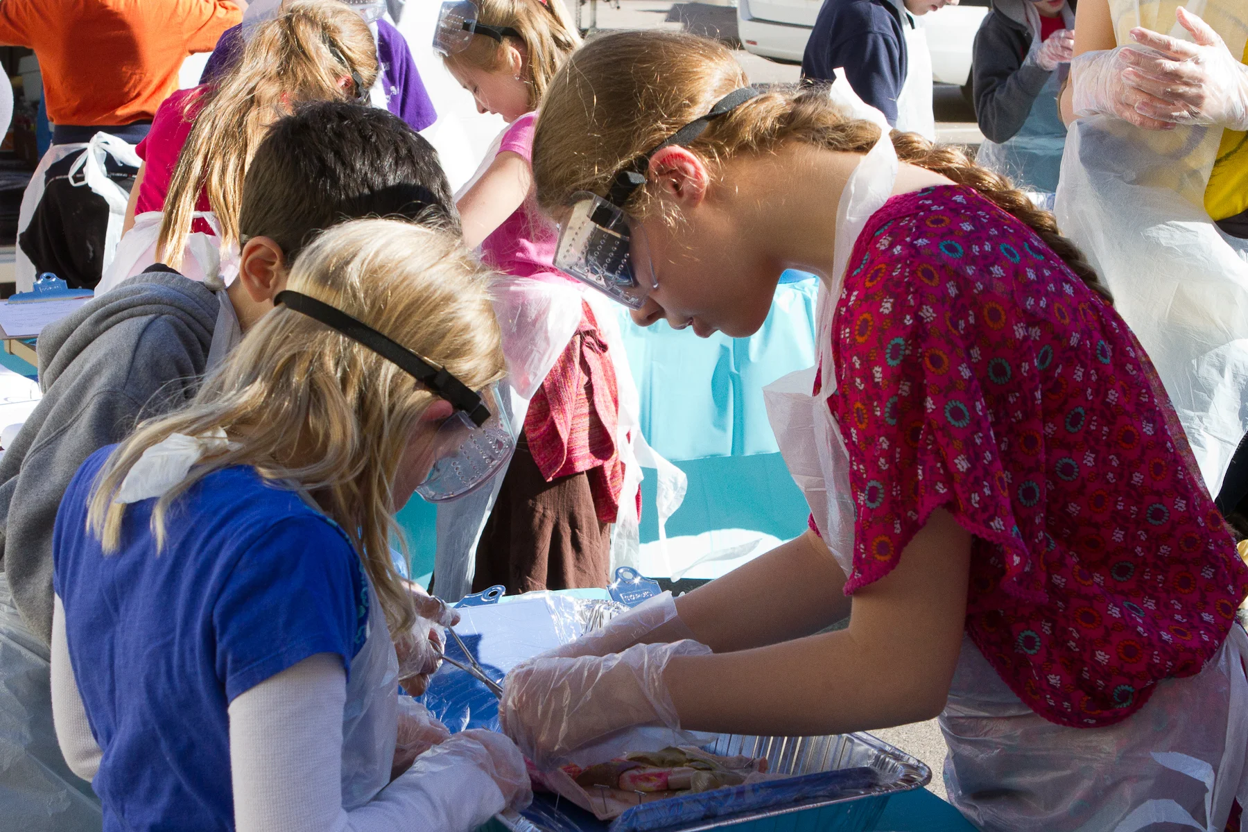 Shark Dissection Laboratory