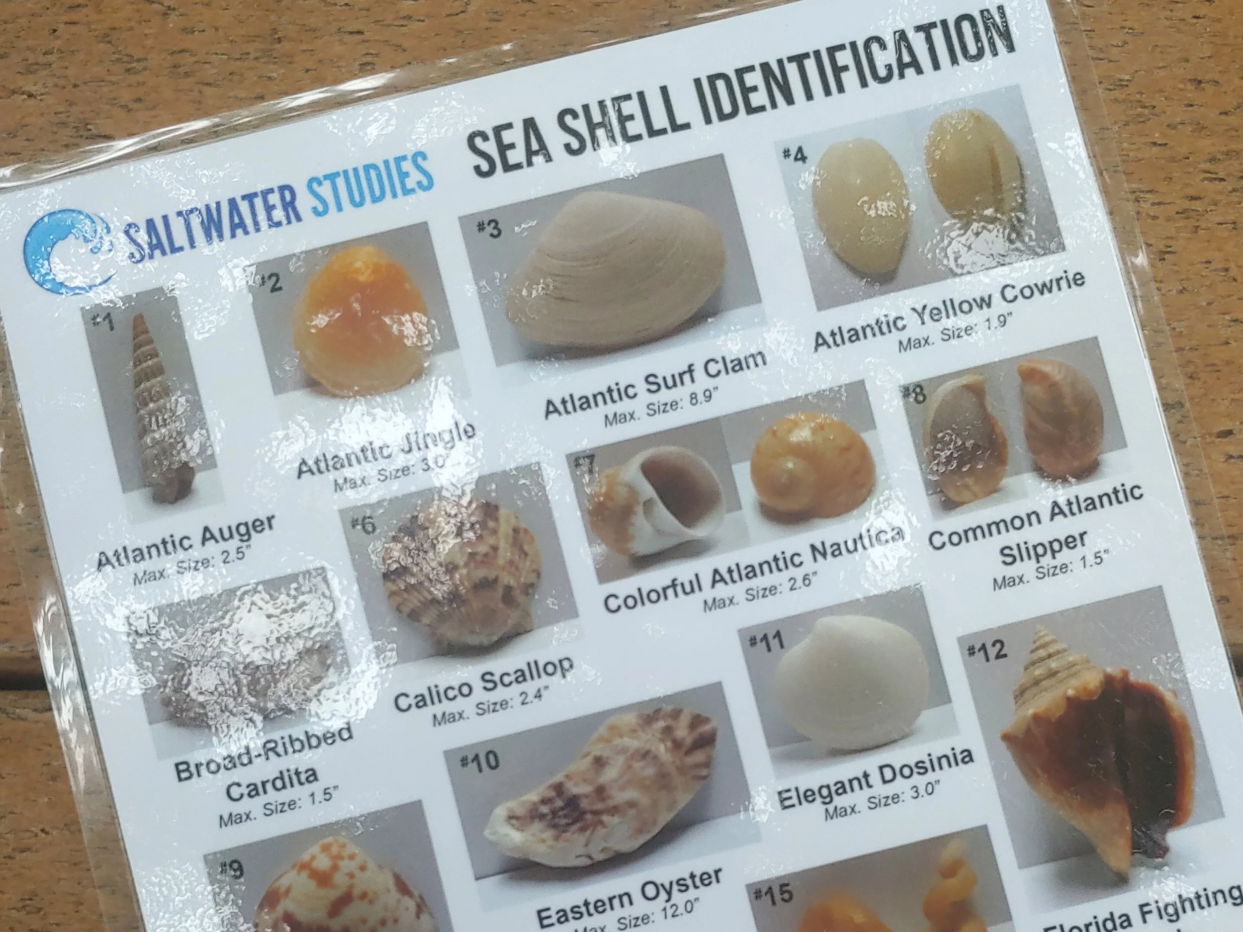 Identification Key includes pictures, names and maximum sizes of 38 different species of Florida sea shells. Printed as double-sided, 8.5 by 11 inch format, laminated.