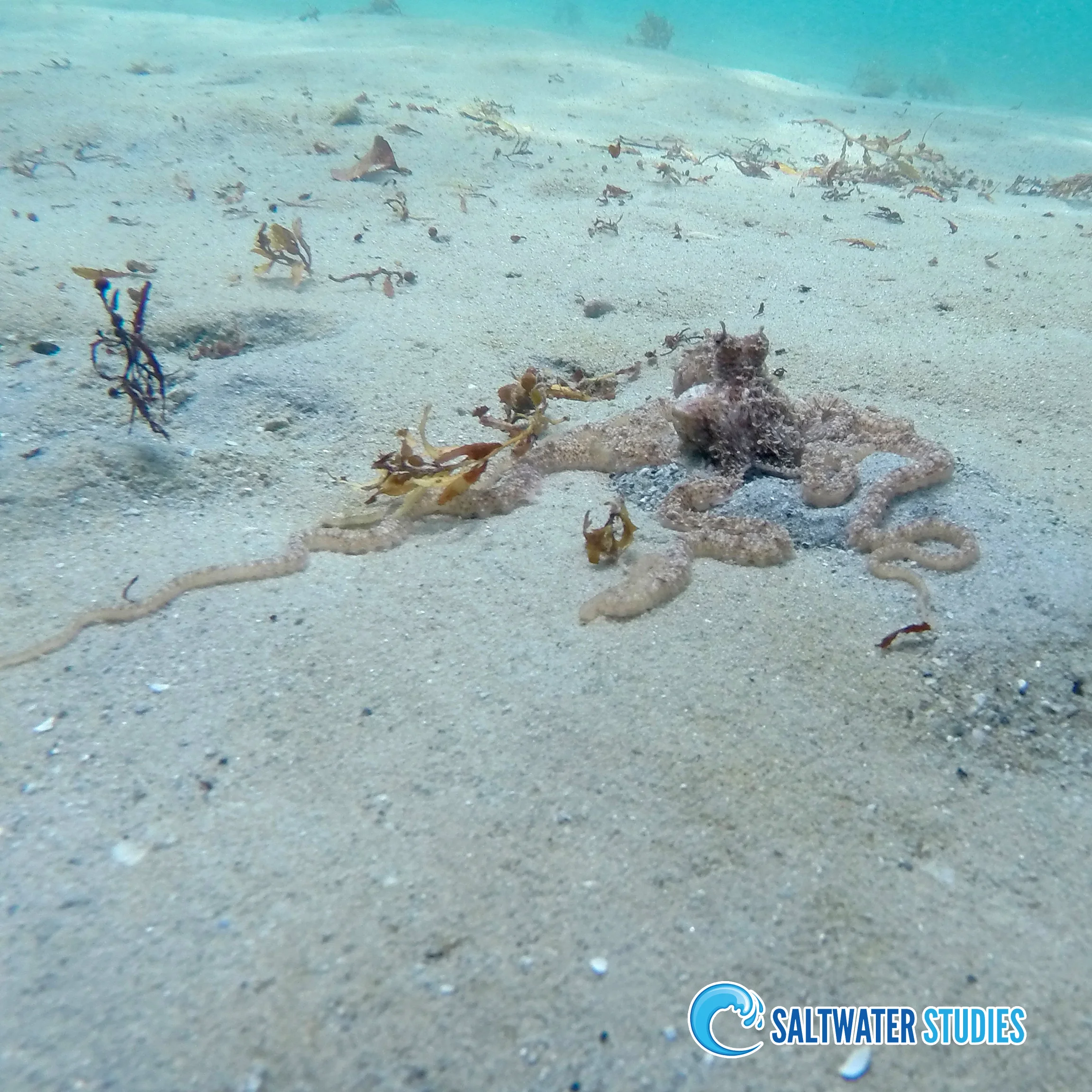 Instagram Pics - Octopus.jpg