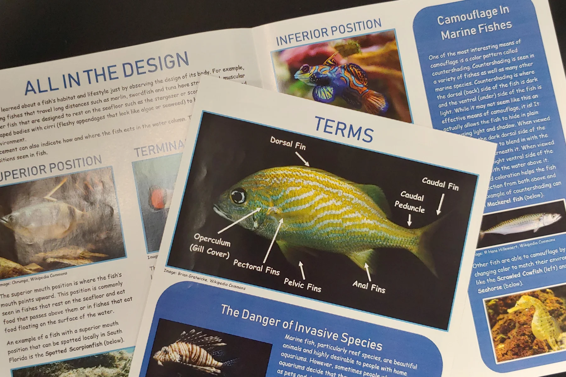 Bony Fish 1.jpg