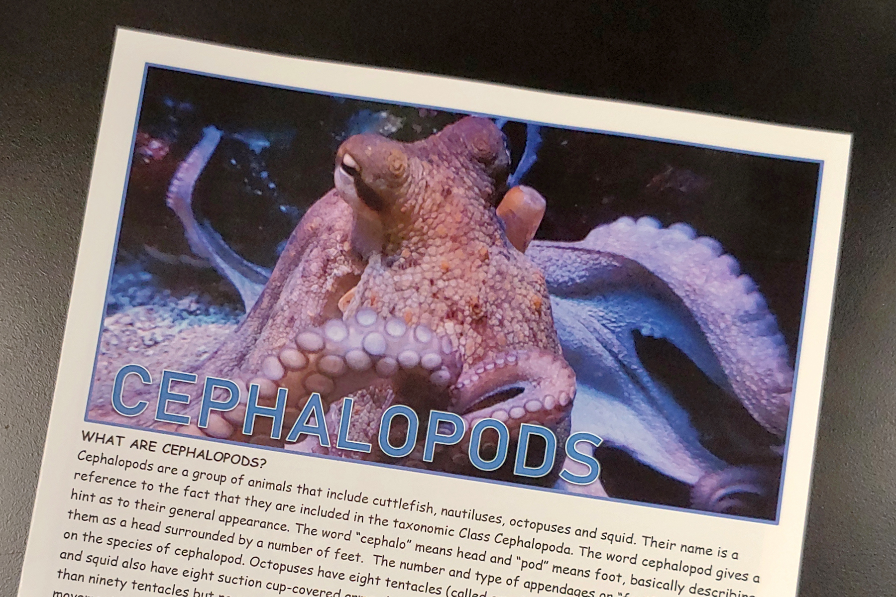 Cephalopods.jpg