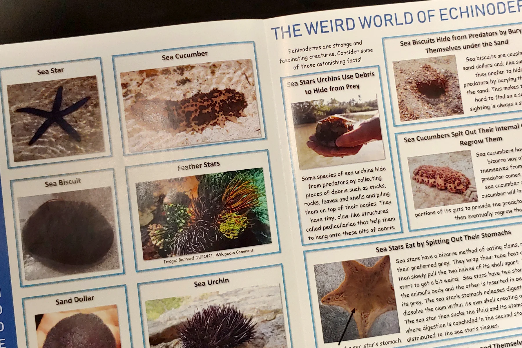 Echinoderms 1.jpg