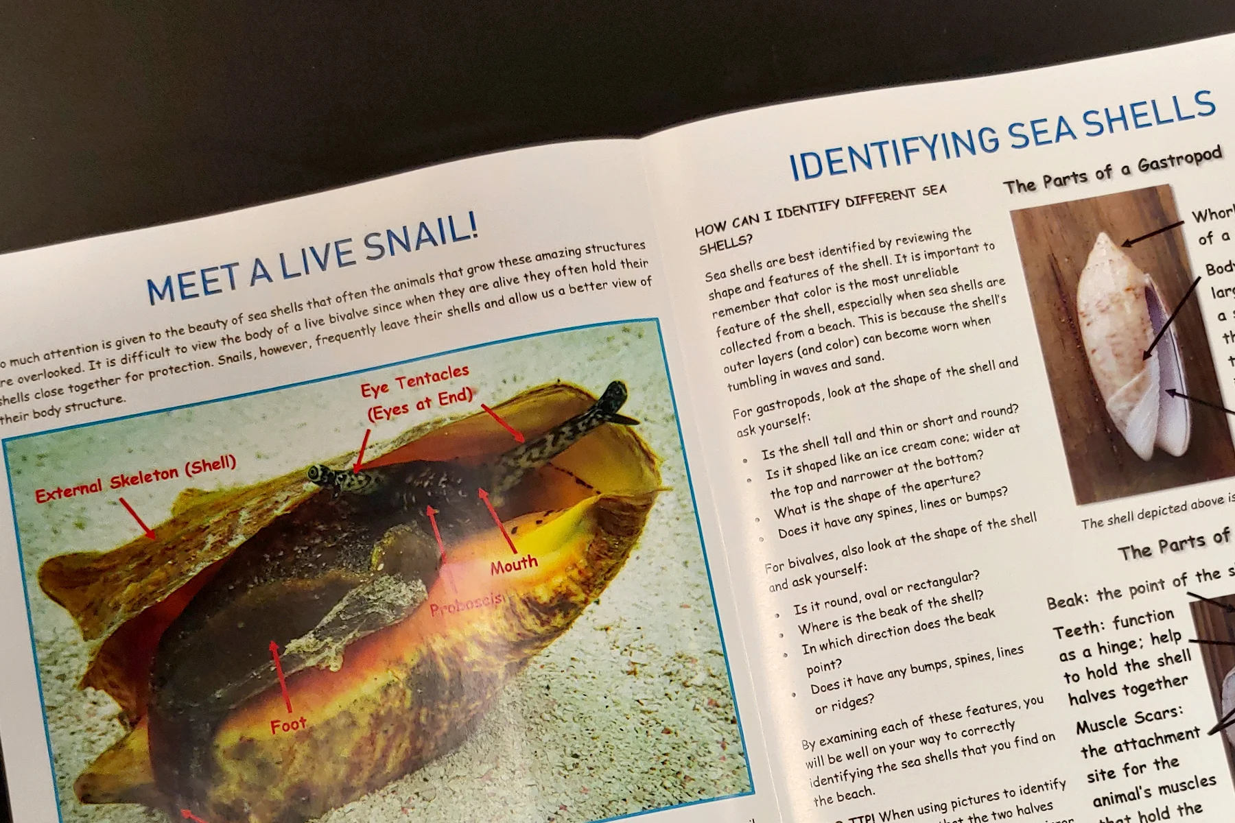 Gastropods & Bivalves 1.jpg